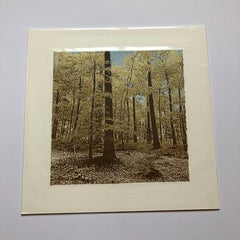 Anna Harley, English Beech Mini, Limited Edition Print, Landscape Art