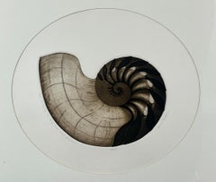 Nautilus Shell Untitled Limited Edition Print by Anna Loudon, Framed & Numbered