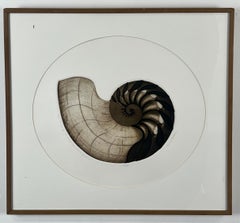 Nautilus Shell Untitled Limited Edition Print by Anna Loudon, encadré et numéroté