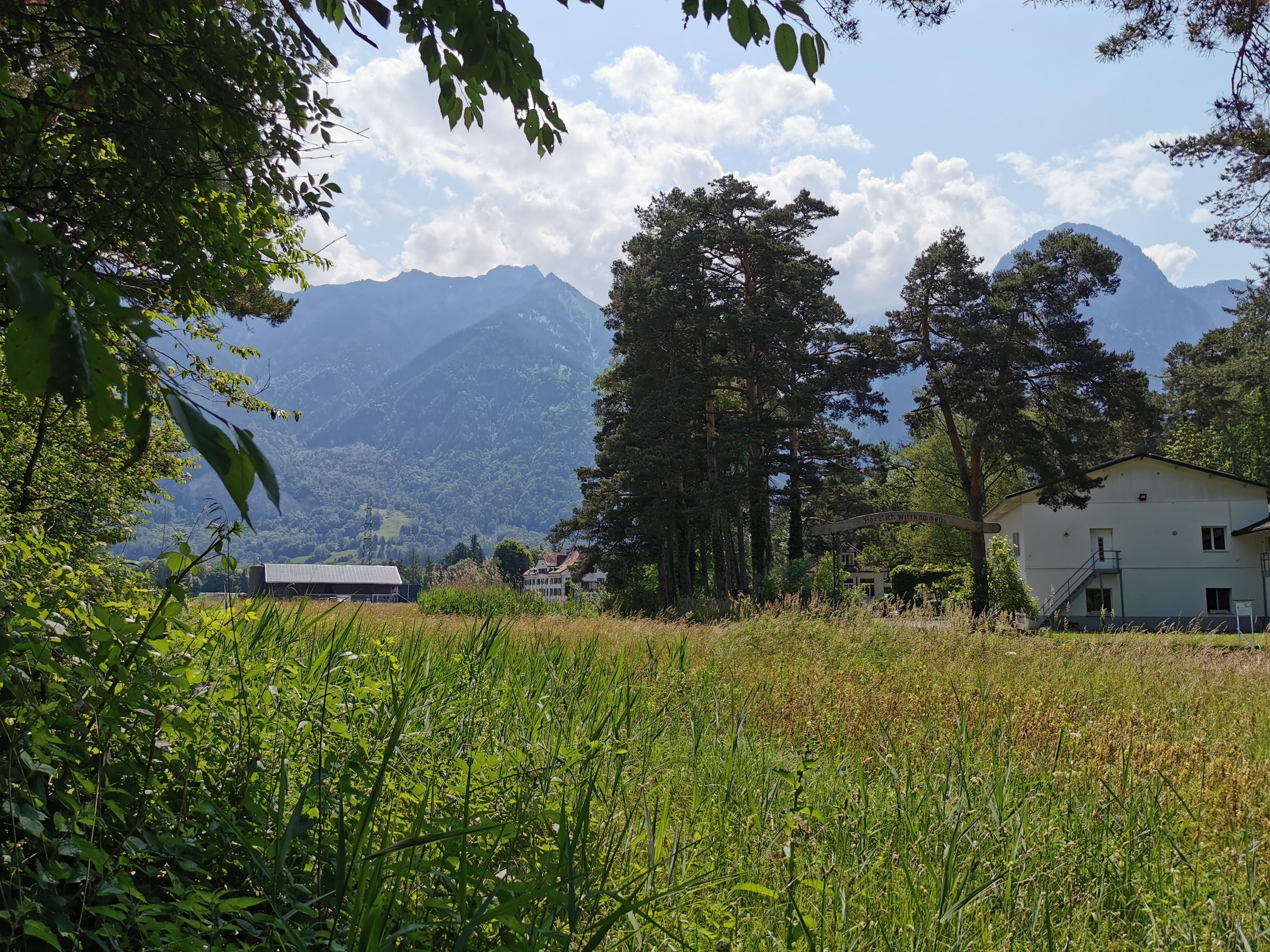 Tannenbäume. Heuwiese, Weite. Quadrat, Impressionismus, Landschaftsgemälde, Wald im Angebot 1