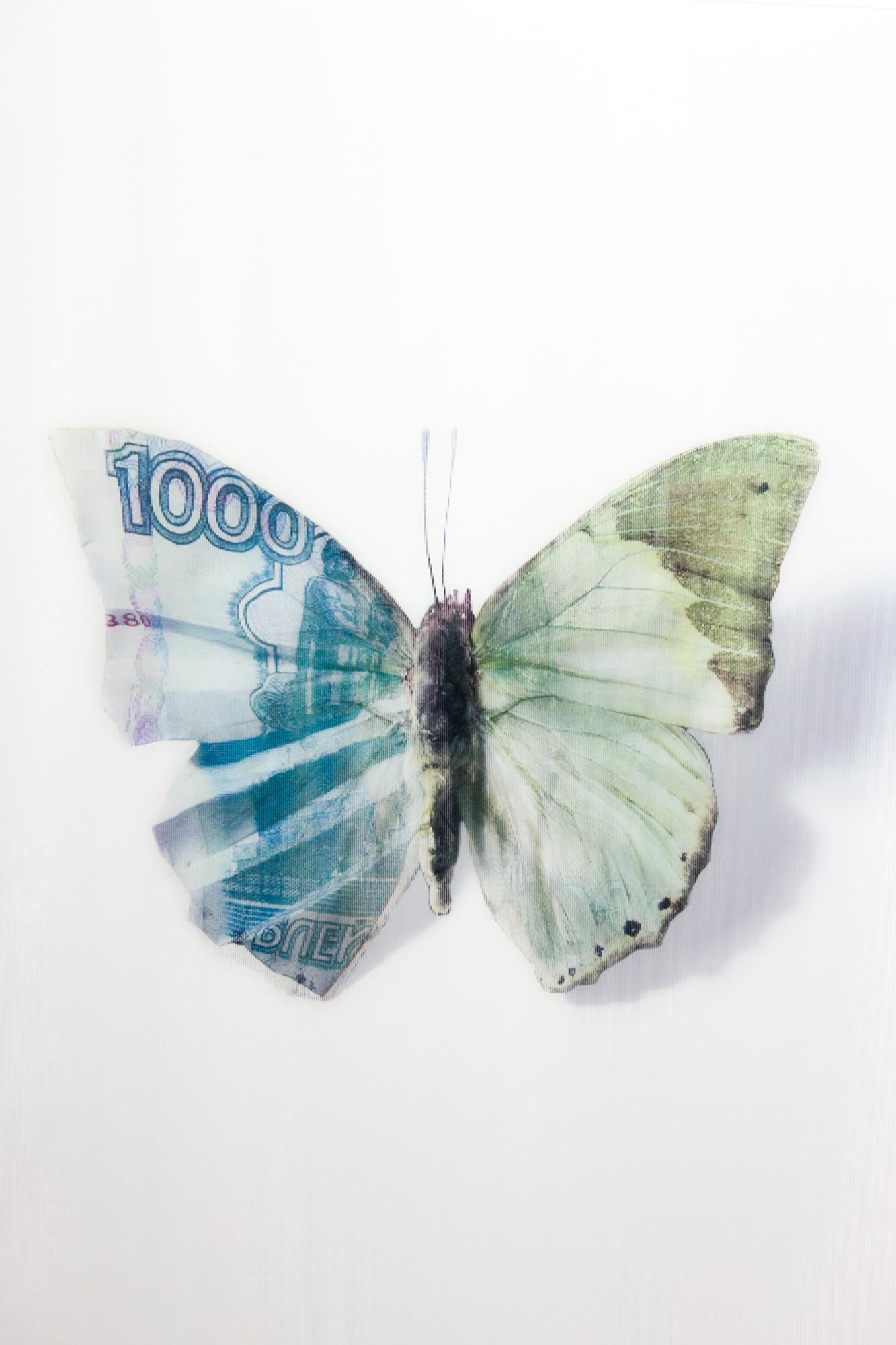„A Thing of Beauty #7 (Charaxes) 20x20“, Lentikular, Schmetterling, Currency-Motiv im Angebot 1