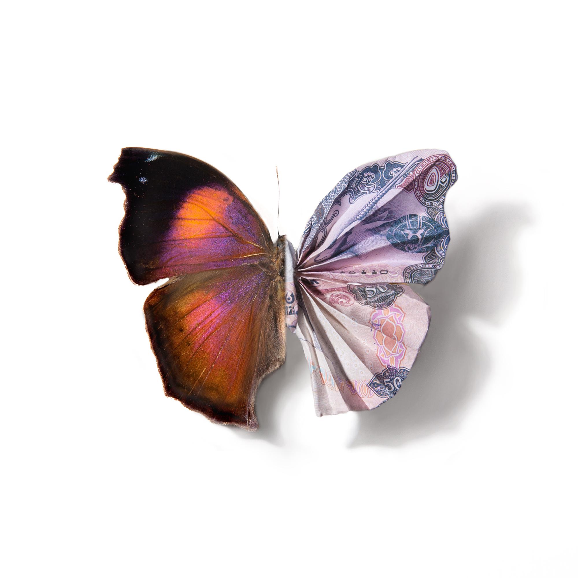 Anna Tas Still-Life Photograph - "A Thing of Beauty #9 (Salamis)" Lenticular Print, Butterfly, Currency Motif