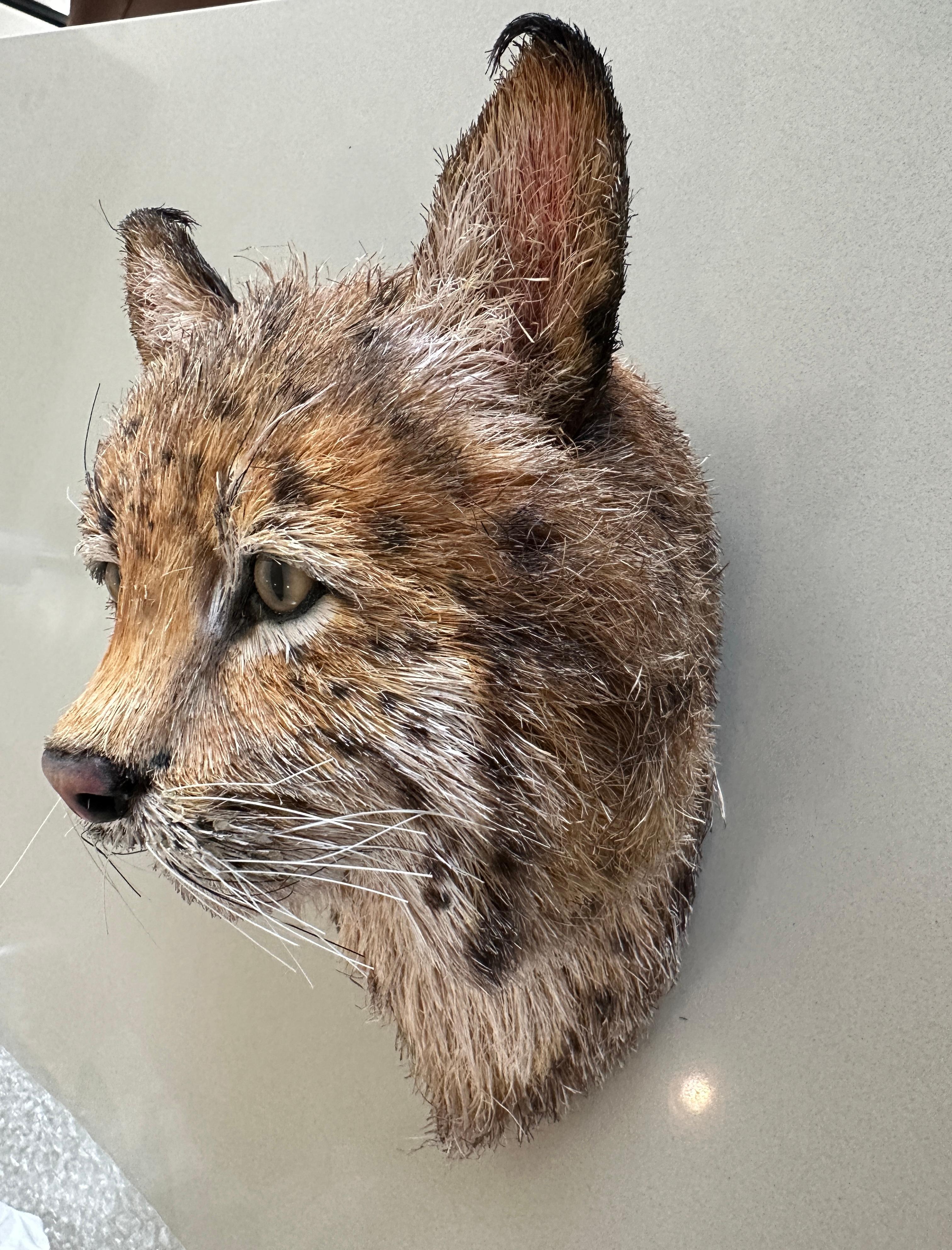 Anne Andersson 2008 Sisal Fiber Sculpture of a Red Lynx Head For Sale 4