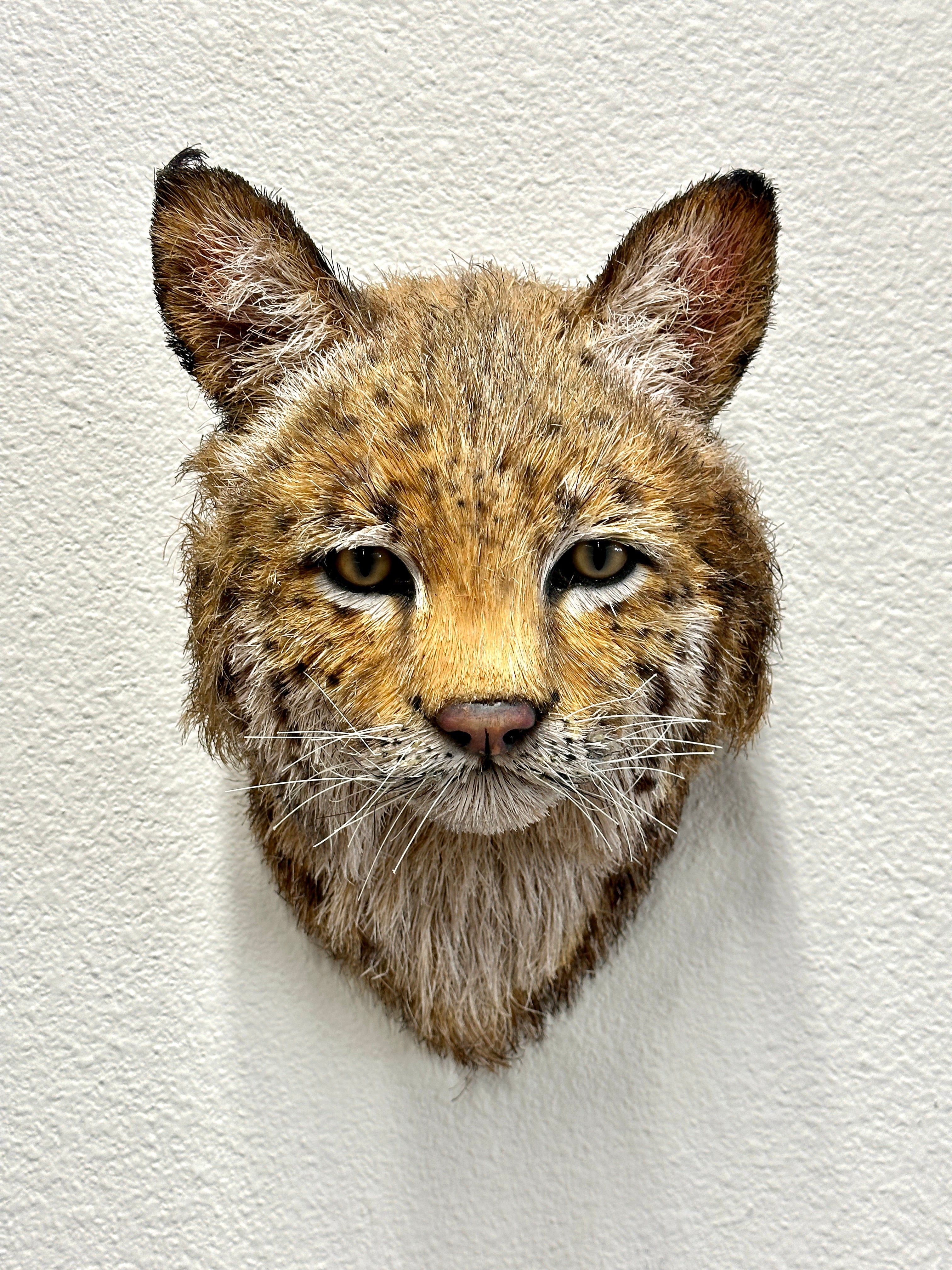 A wonderful wall sculpture by the noted artist Anne Andersson. It is signed and dated 2008 #2 on the back. These sculptures are made of Sisal Fiber from an Agave and meticulously hand painted. The eyes are hand blown glass. the bodies are sculpted