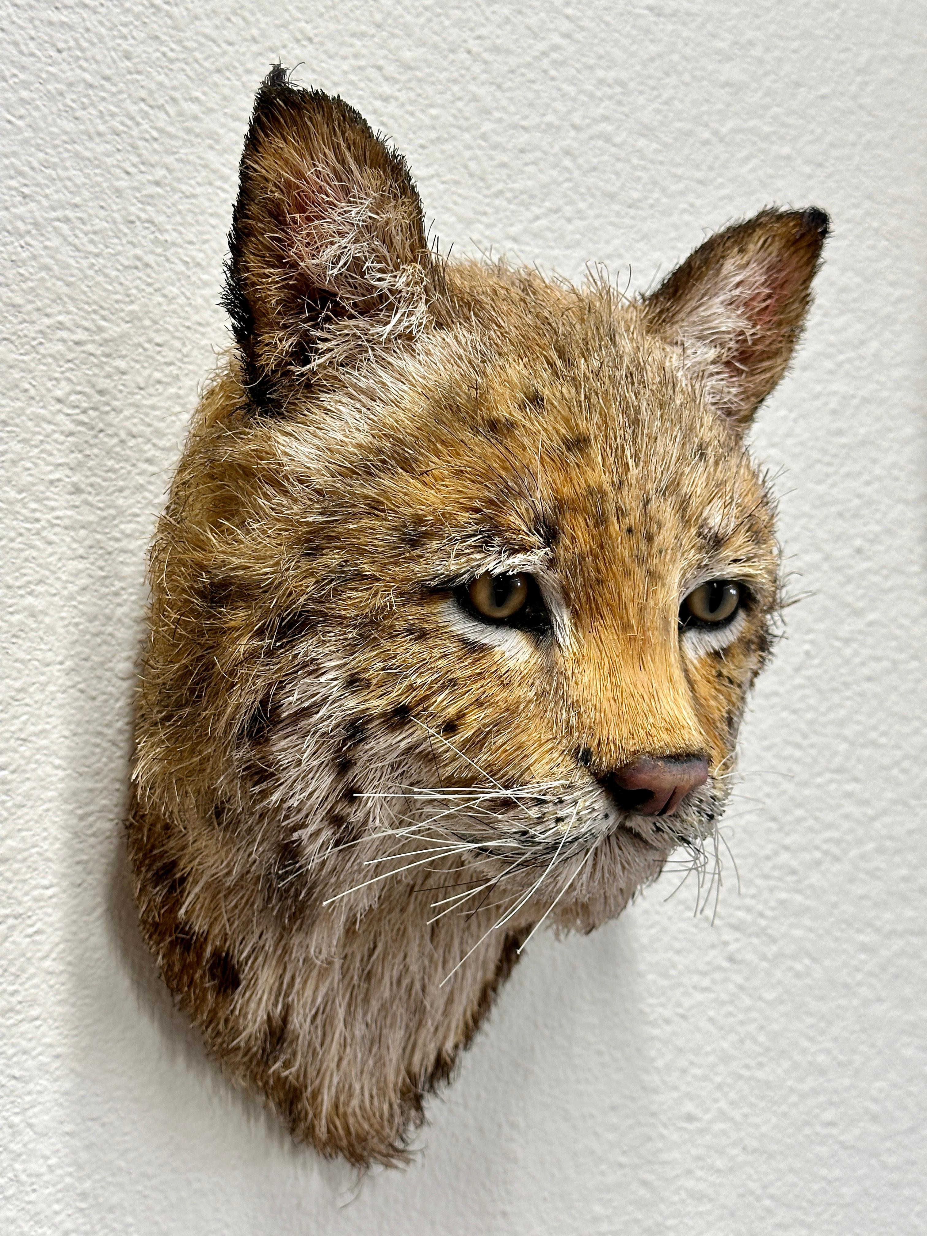 Anne Andersson 2008 Sisal Fiberglas-Skulptur eines roten Lynxkopfes (Handgefertigt) im Angebot