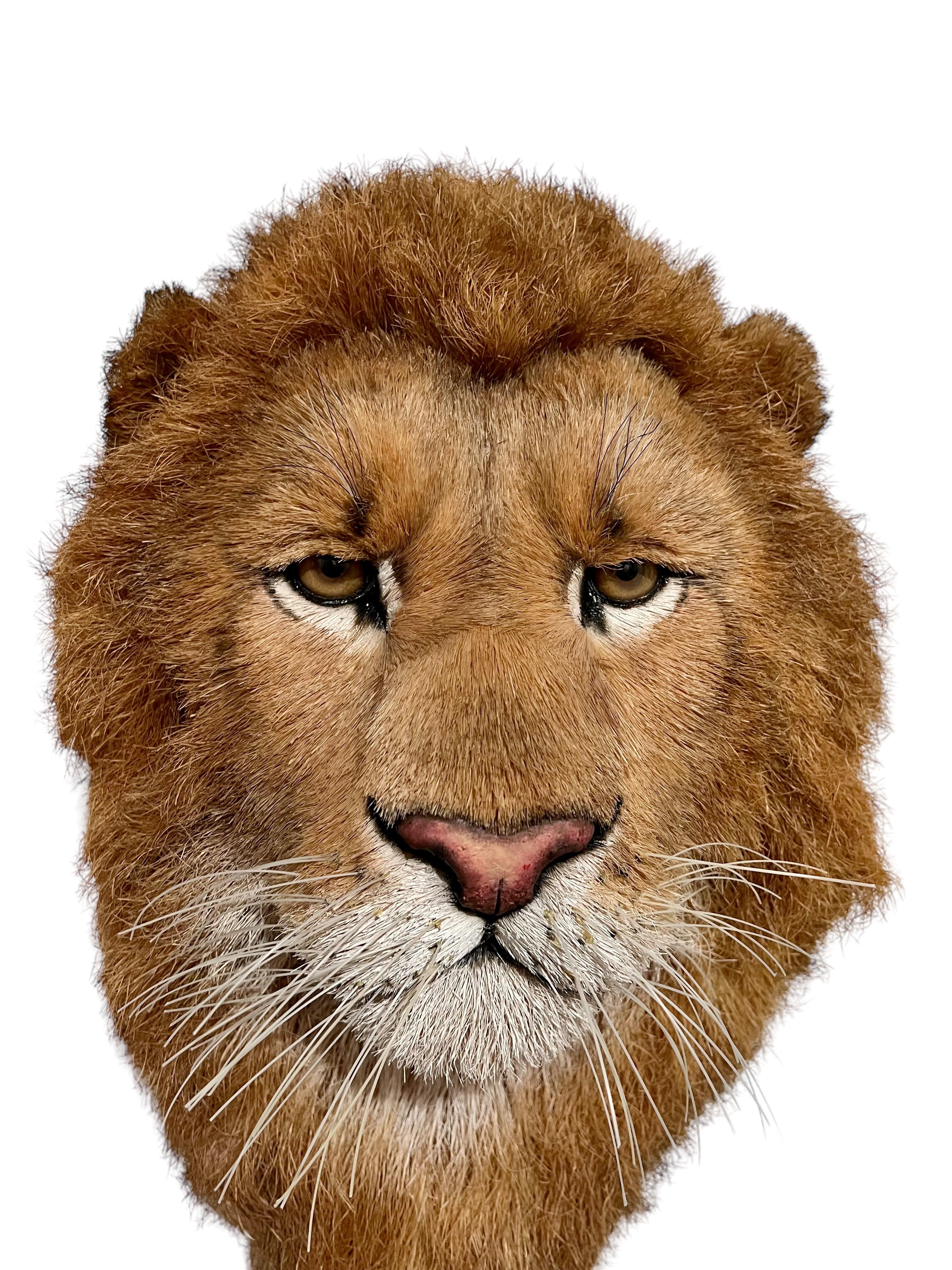Tête de lion Trophée de grand jeu Sculpture en fibre naturelle de sisal Lion Anne Andersson Art