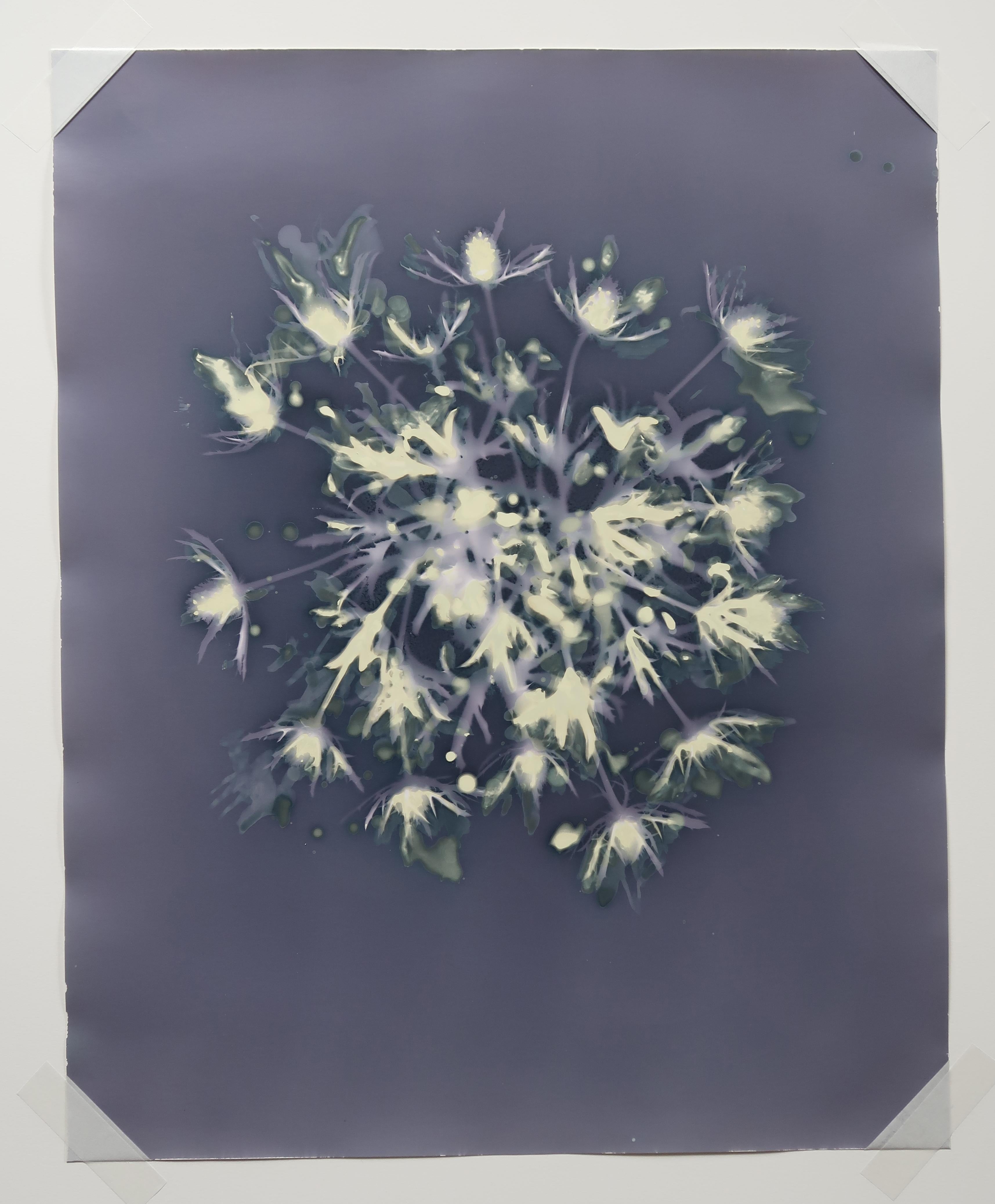 Anne Arden McDonald Abstract Photograph – Schildkrötenpanzer