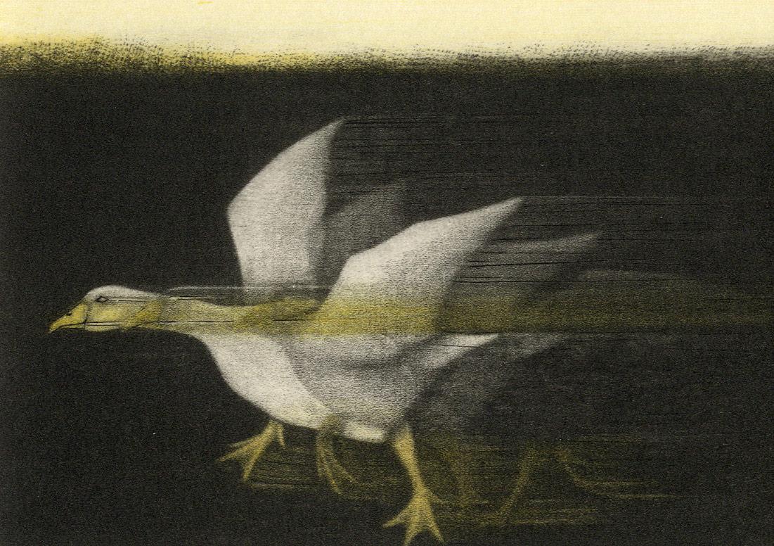 Oie (A lone goose runs across a field) - Print by Anne Dykmans
