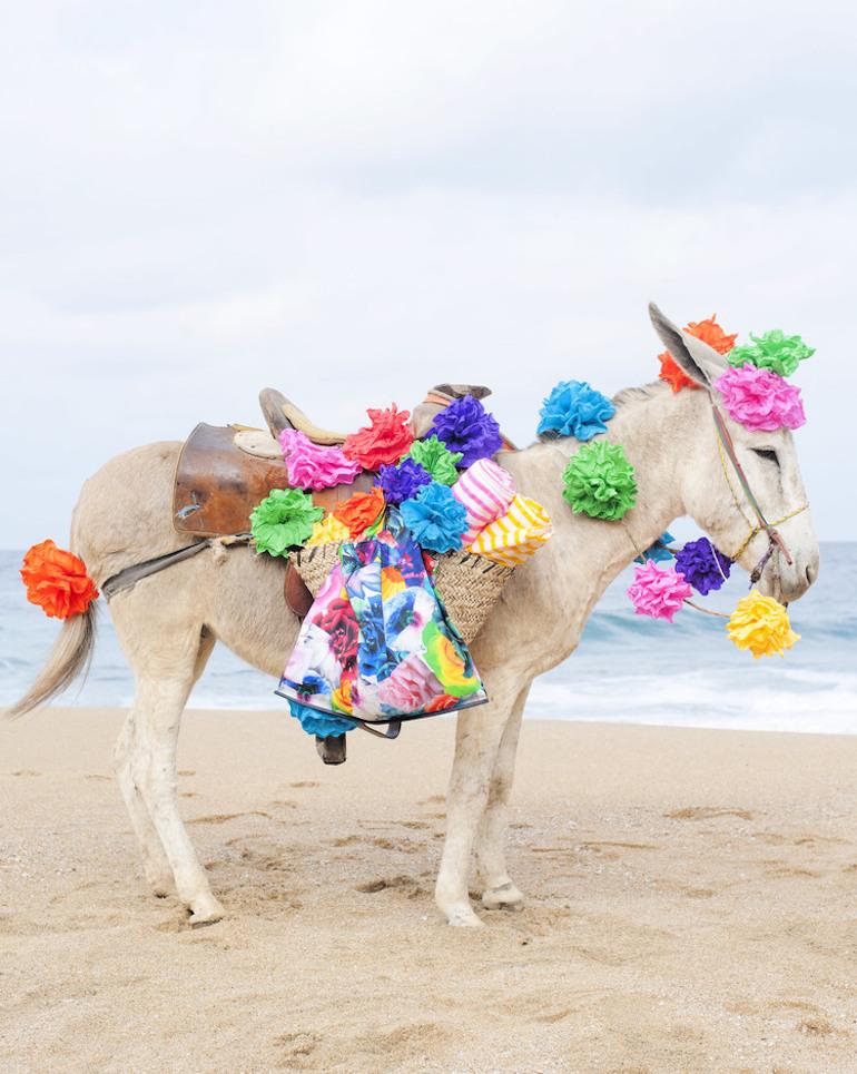 Color Photograph de Anne Menke - Burro feliz