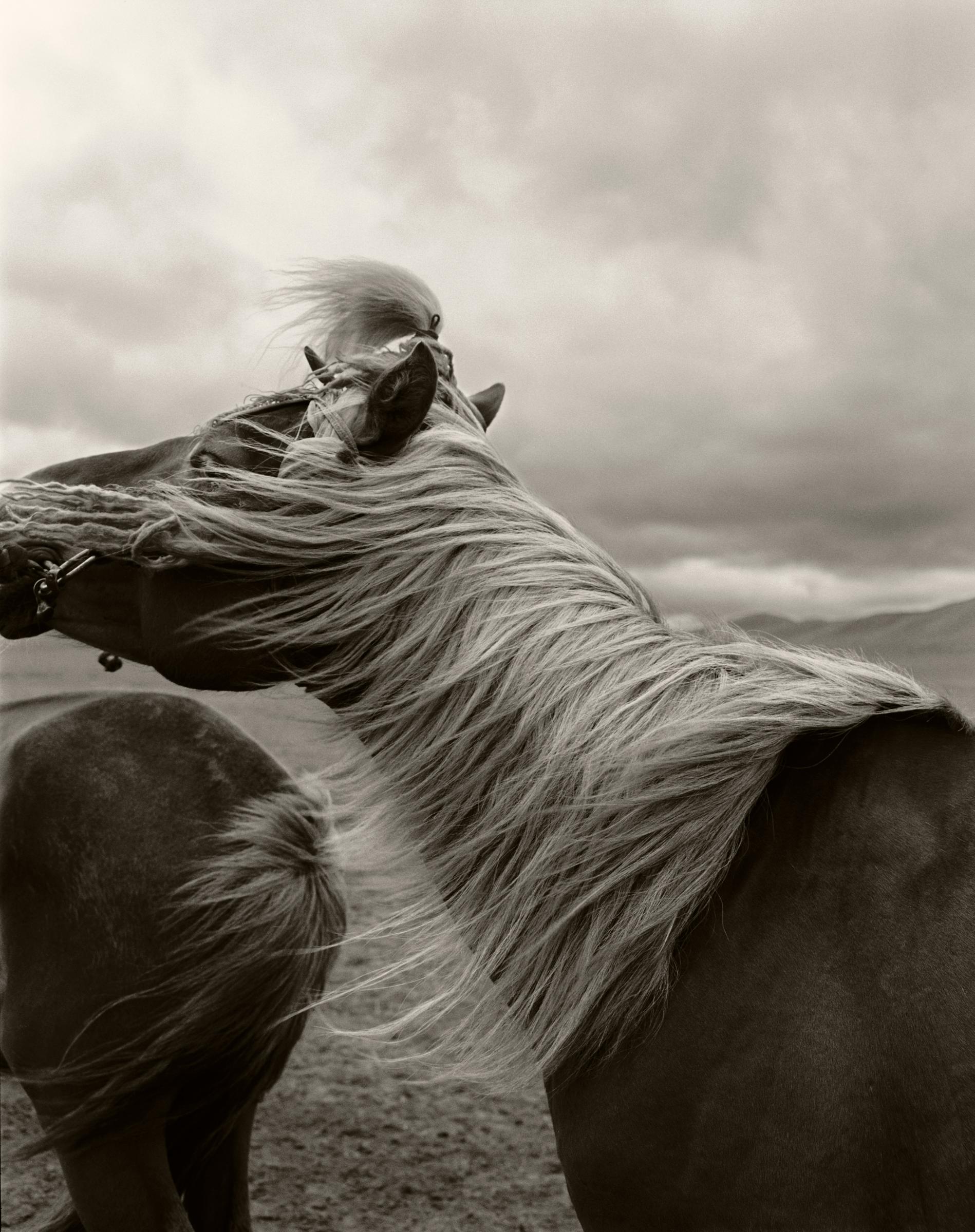Black and White Photograph de Anne Menke - Caballos