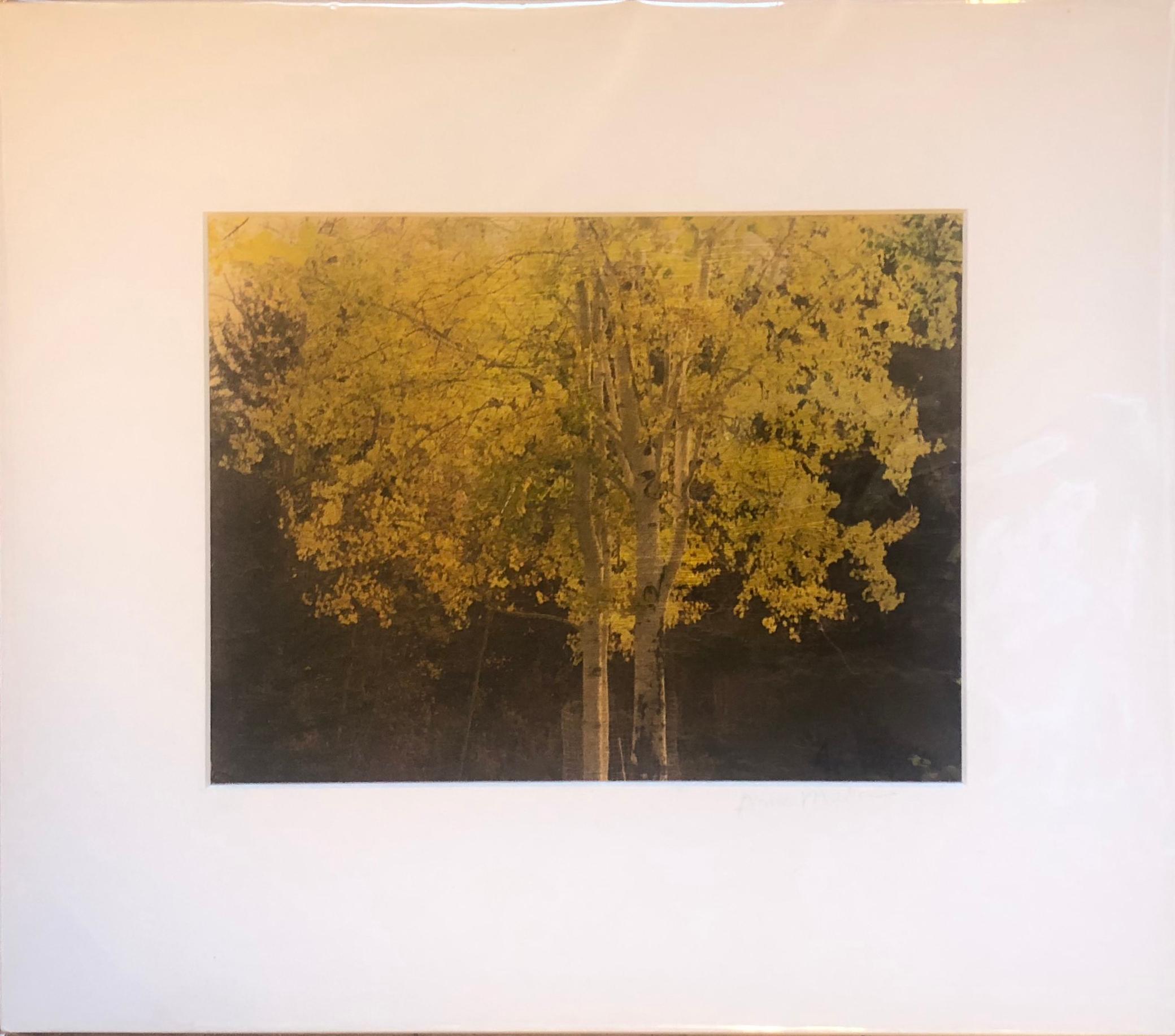 A horizontal photographic print on gold leaf and paper depicting a beautiful aspen tree by Anne Muller. In the Gold Series, Muller manipulates her photographs to emphasize the gold and metallic shades of nature, and individually transfers them onto