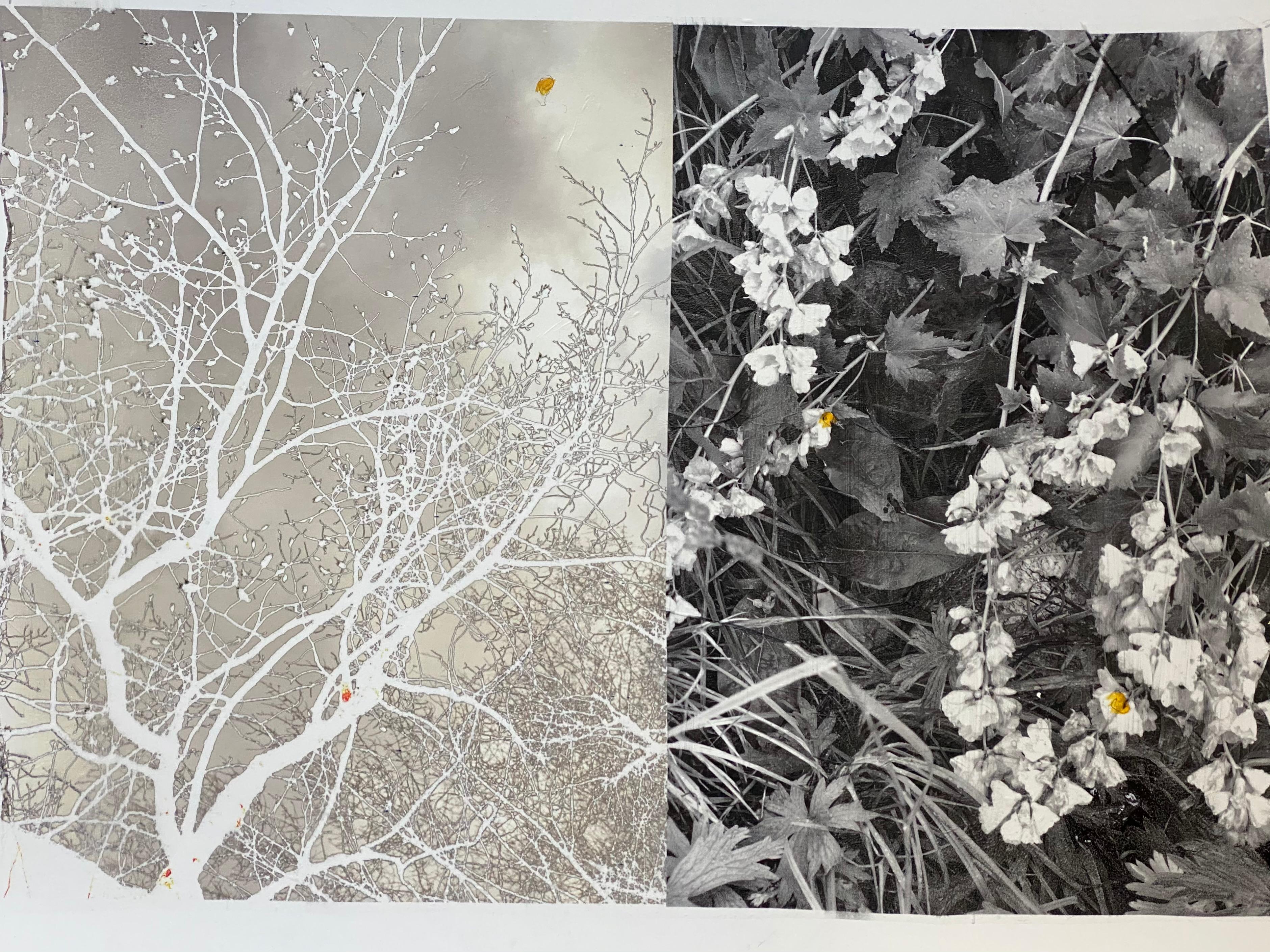 A horizontal black and white landscape photography emulsion transfer of flowers and winter trees by Anne Muller. The emulsion lift features two images, with a winter tree against a cloudy sky on the left, and a close-up view of wildflowers on the