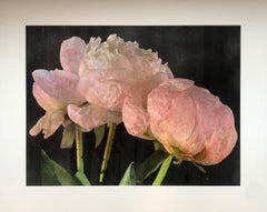 "The Peonies Blushed" by Anne Muller, Emulsion lift on painted Yupo paper, 2021