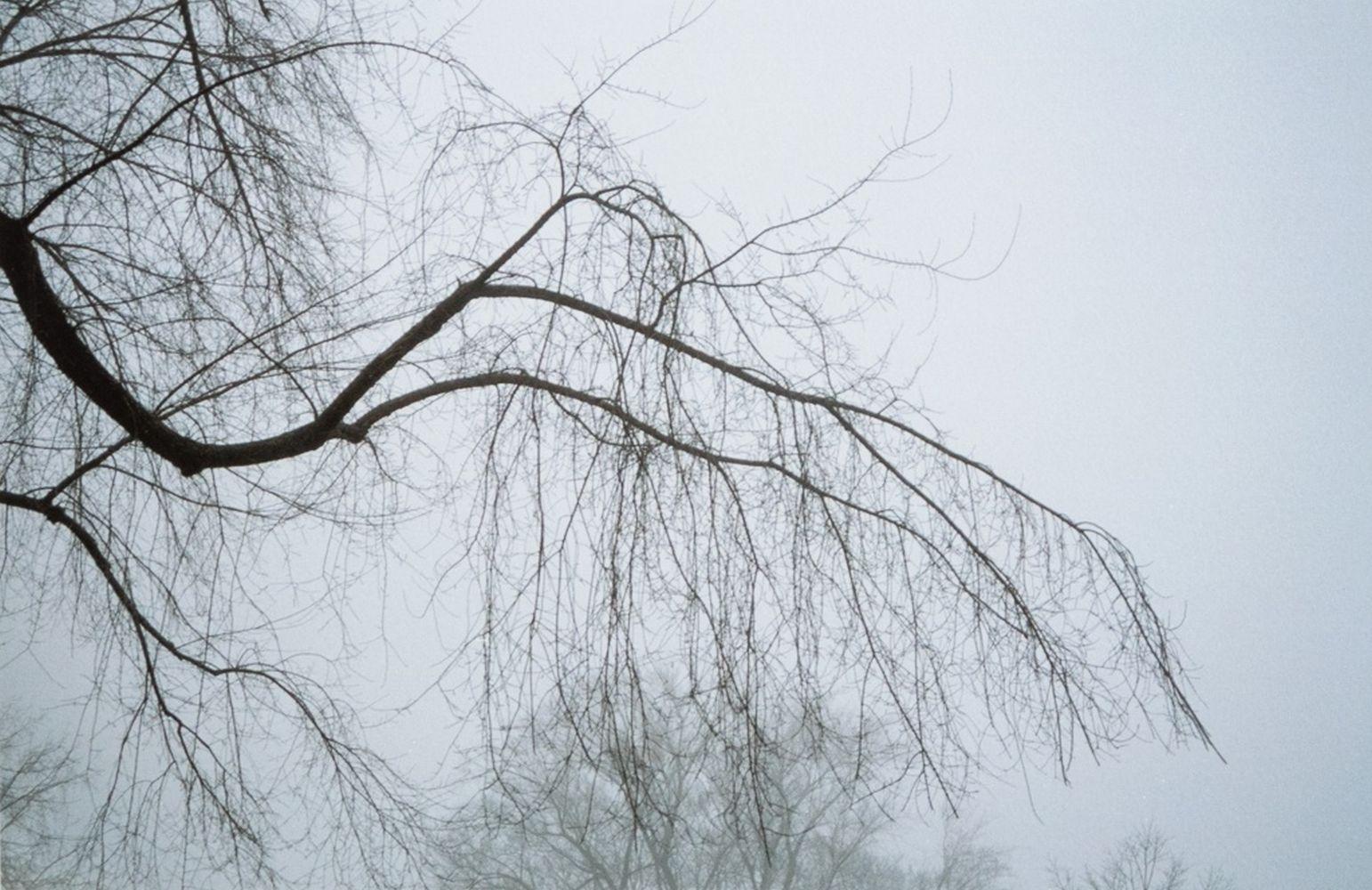 Forest in Fog - Photograph by Anne Sager