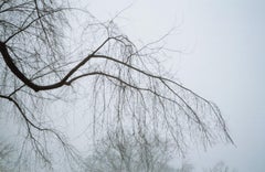 Forest in Fog