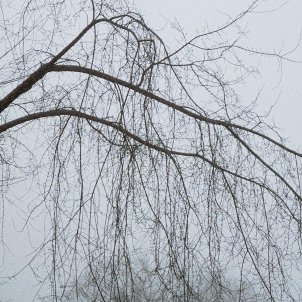 Forest in Fog - Contemporary Photograph by Anne Sager