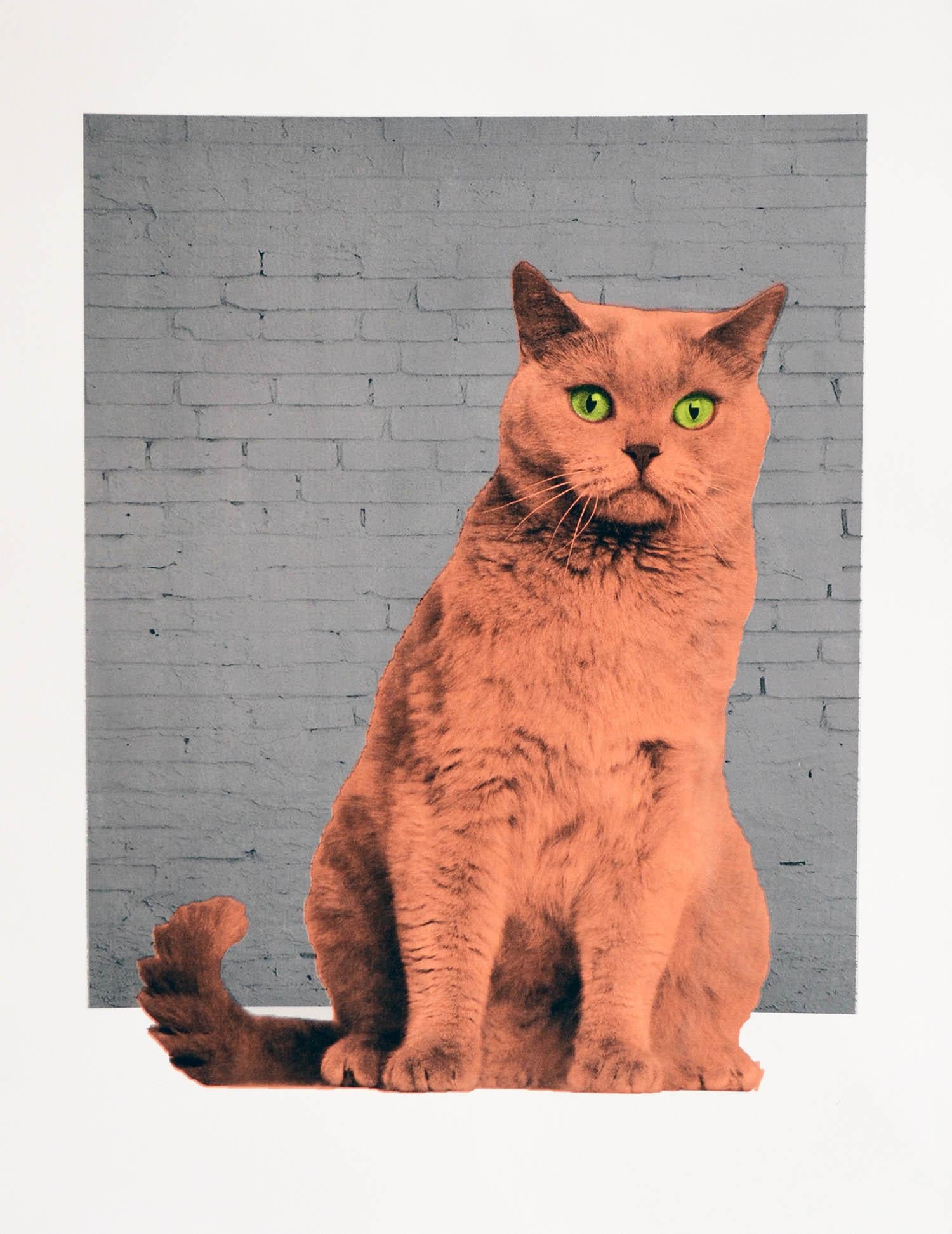 Anne Storno

A limited edition, hand printed screen print, made in England. Everybody wants to be a cat .

A British Shorthair cat printed in fluorescent pink on a brick wall background. This urban background gives him a modern and pop