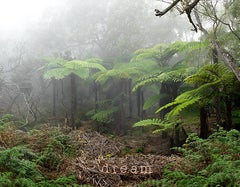 Birdy Dream, Le projet artistique Dream