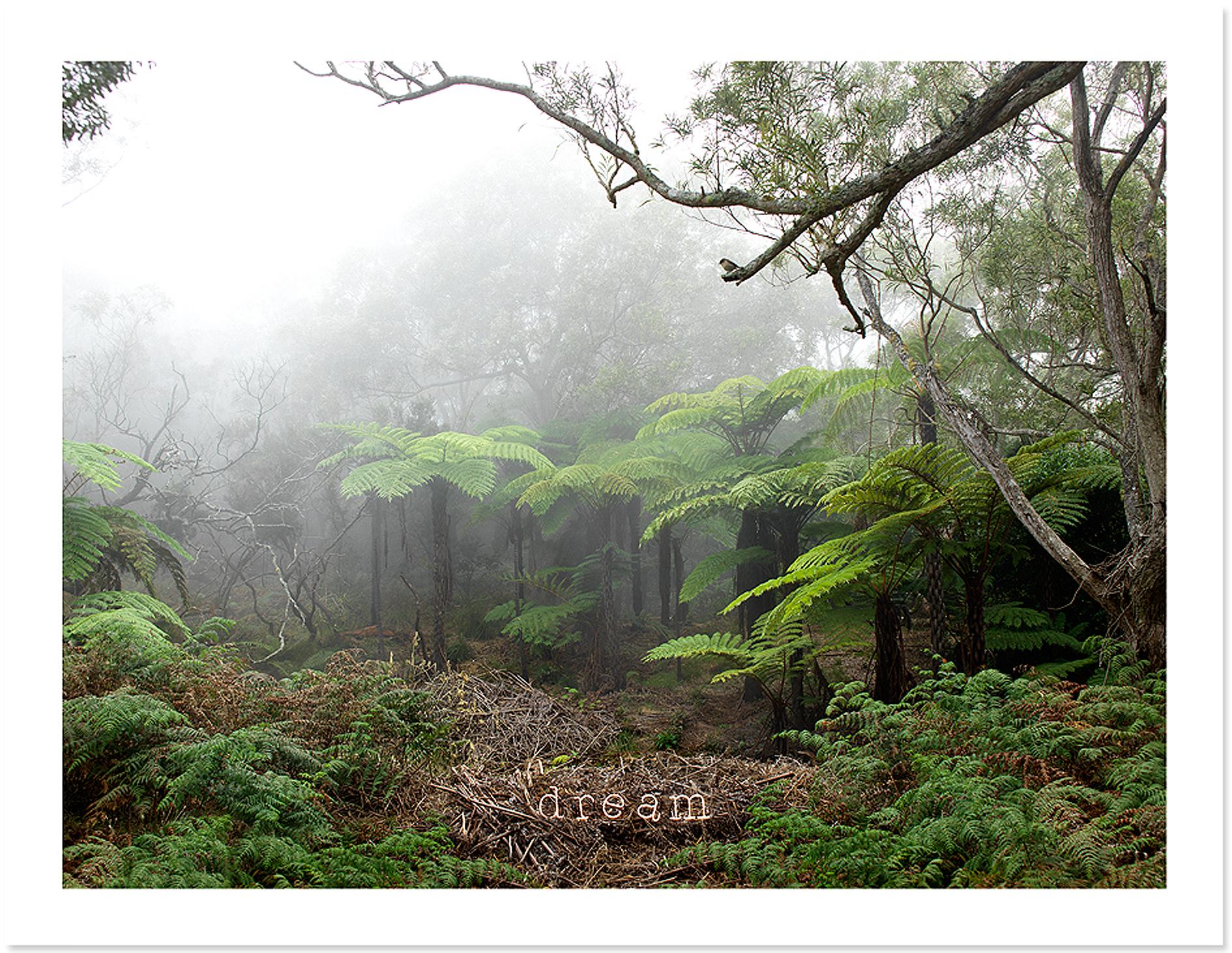 Anne Valverde Color Photograph - Birdy Dream, The Dream Art Project