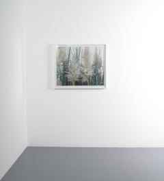 Annette Kelm Pampasgras Fotografia