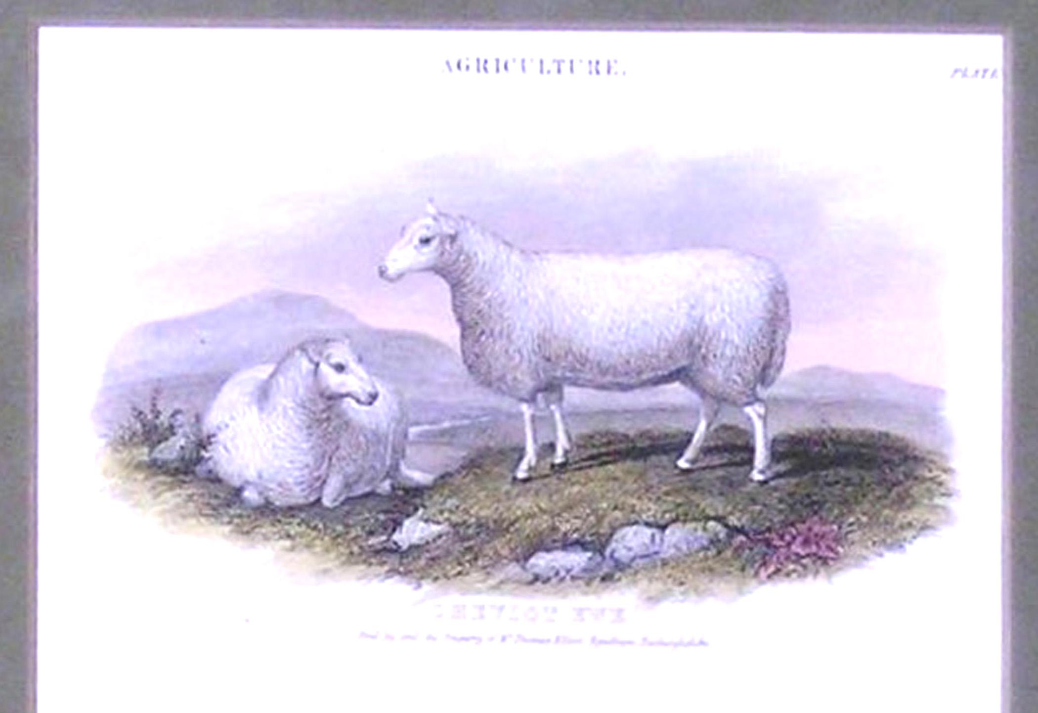 Cheviot Ewe; The Black-Faced Heath Breed - Animal Sheep Agricultural -  - Print by Unknown