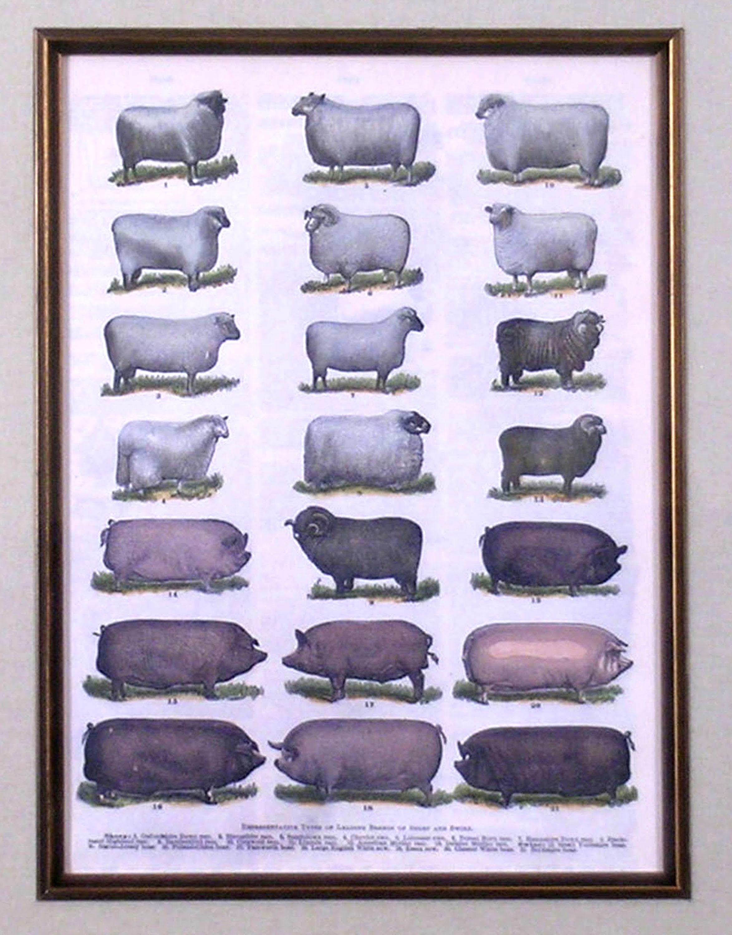 Sheep & Swine (Pigs) - Print by Unknown