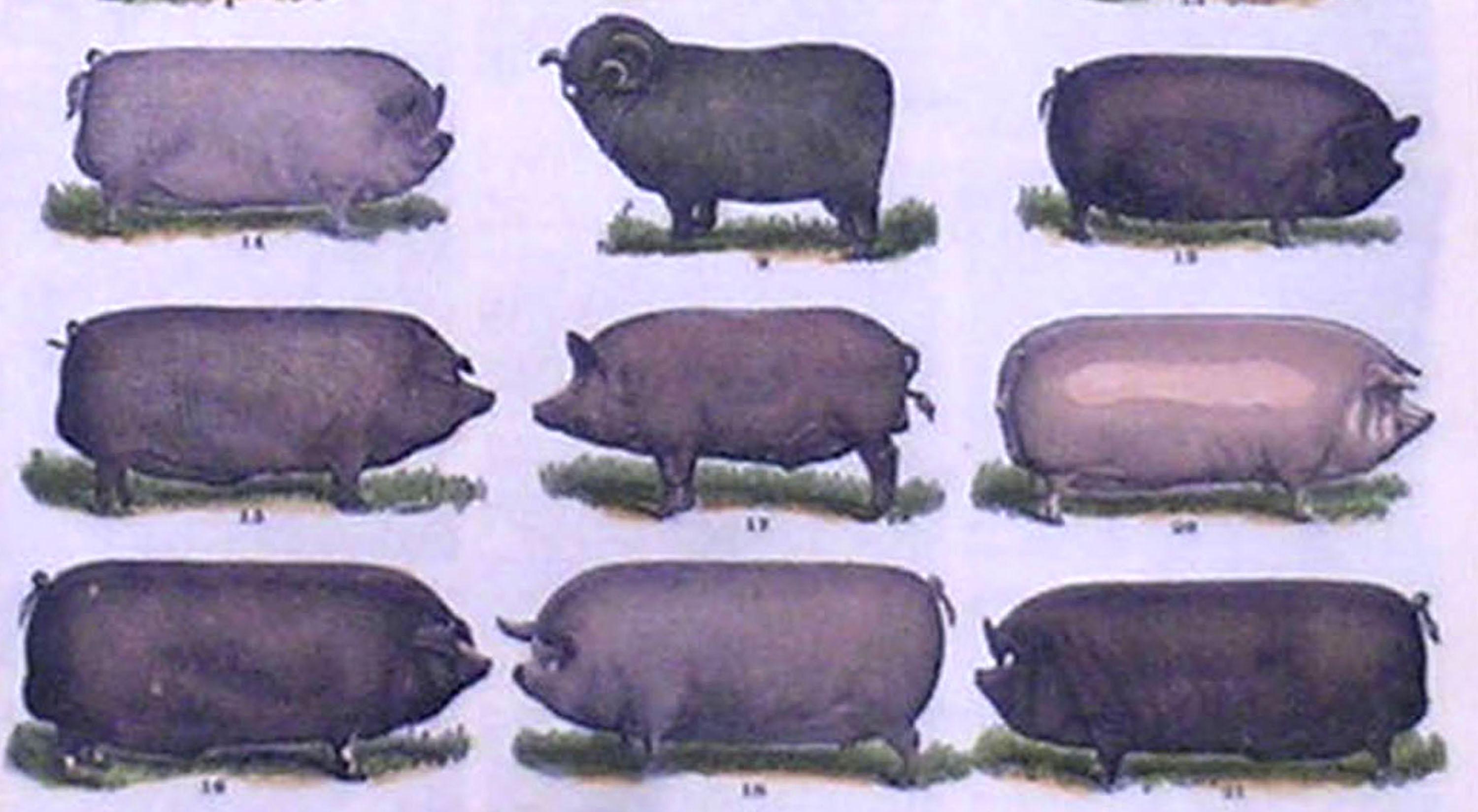 Beautifully hand-colored lithograph illustrating farm animals.  