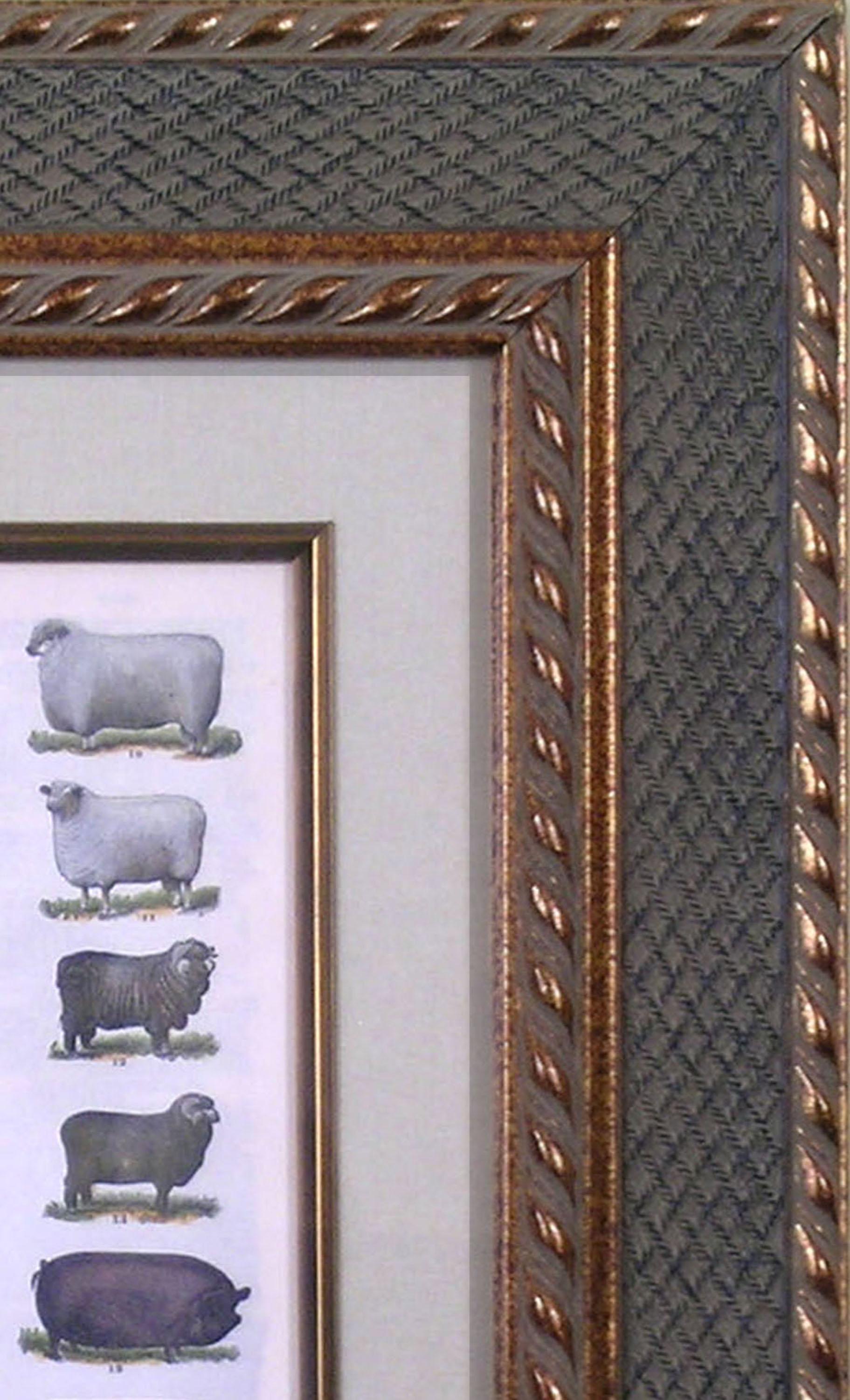 Sheep & Swine (Pigs) For Sale 1