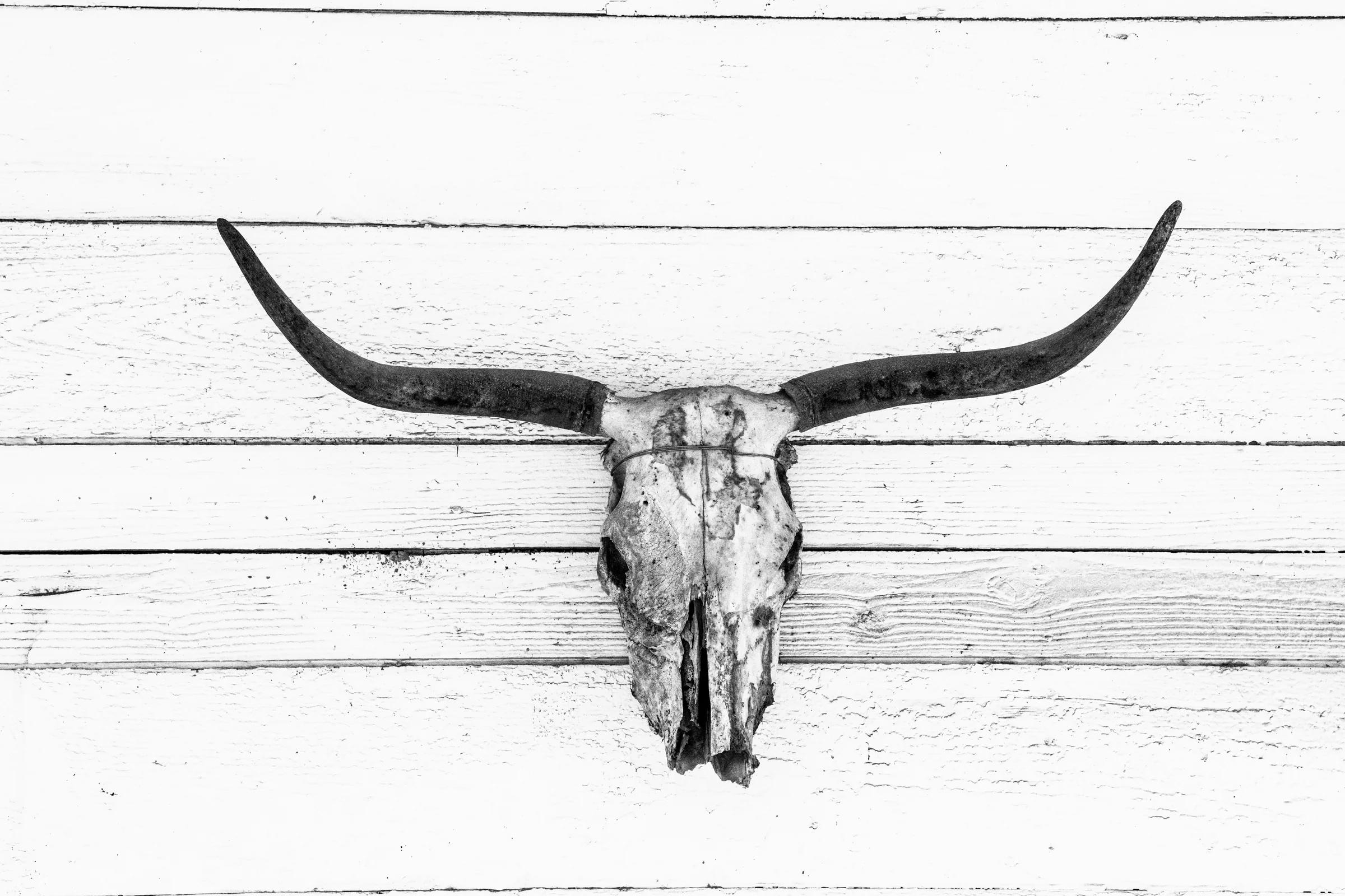 Cráneo (ByN)
2019

IMPRESIÓN CON PIGMENTOS DE ARCHIVO
Sin enmarcar Tamaños:
76,2 x 114,3 cm - Edición de 10 + 2 AP (Pruebas de Artista)
101,6 x 152,4 cm - Edición de 10 + 2 AP (Pruebas de Artista)

IMPRESIÓN EN GELATINA DE PLATA
Sin enmarcar