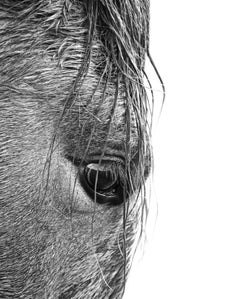 Wild Horses of Cumberland Island by Anouk Masson Krantz. Cumberland Island. 