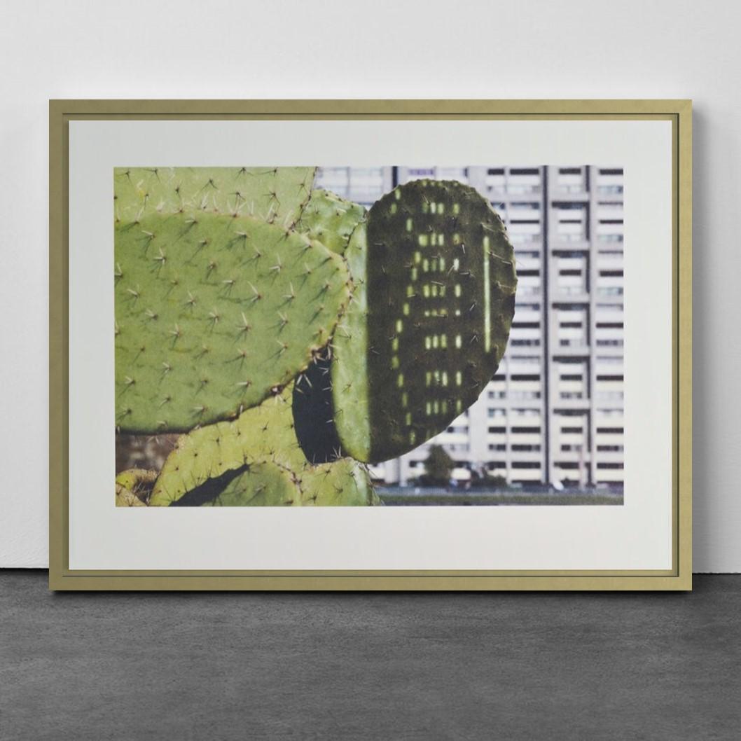 Anri Sala, Cactus Puntuación, Edición Limitada, Botánico, Impresión, Arte, Naturaleza muerta en venta 2