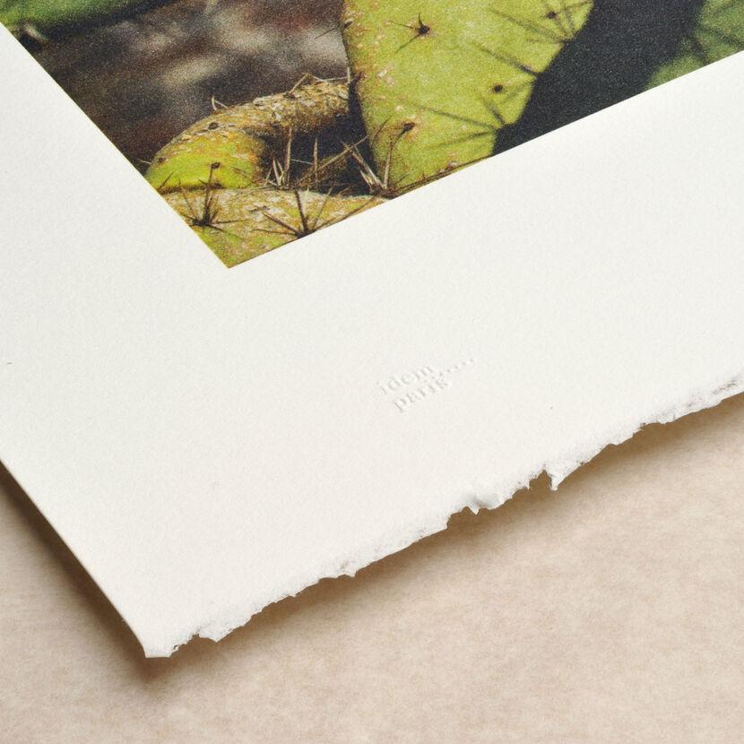 Anri Sala, Cactus Score, Limited Edition, Botanical, Print, Art, Still Life For Sale 2