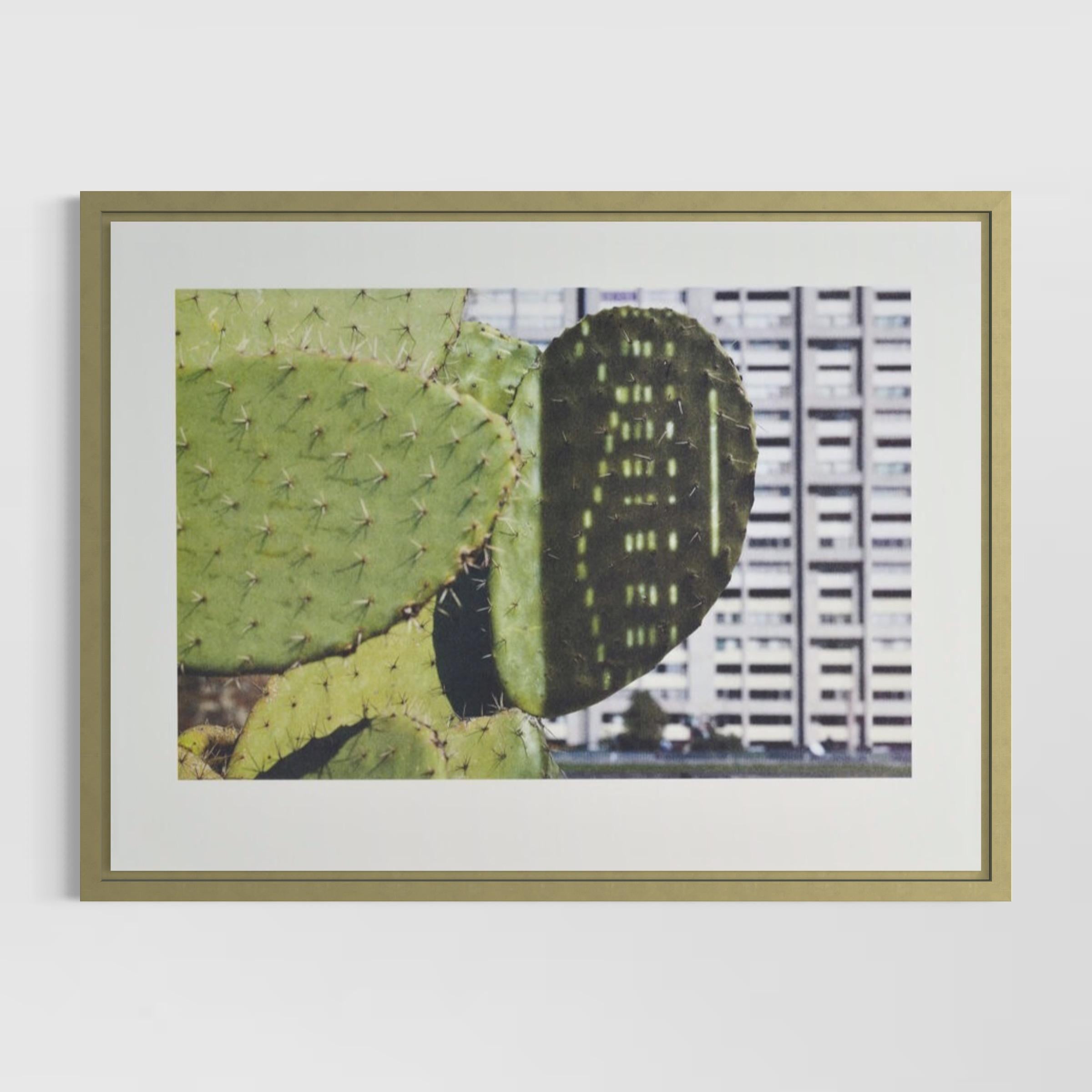 Anri Sala, Cactus Score, Limited Edition, Botanical, Print, Art, Still Life For Sale 3