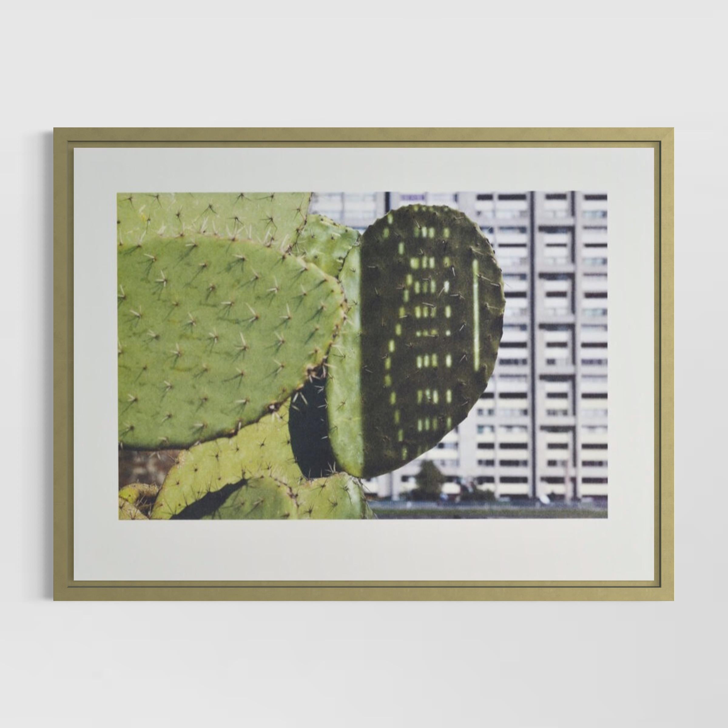 Anri Sala, Cactus Puntuación, Edición Limitada, Botánico, Impresión, Arte, Naturaleza muerta en venta 5