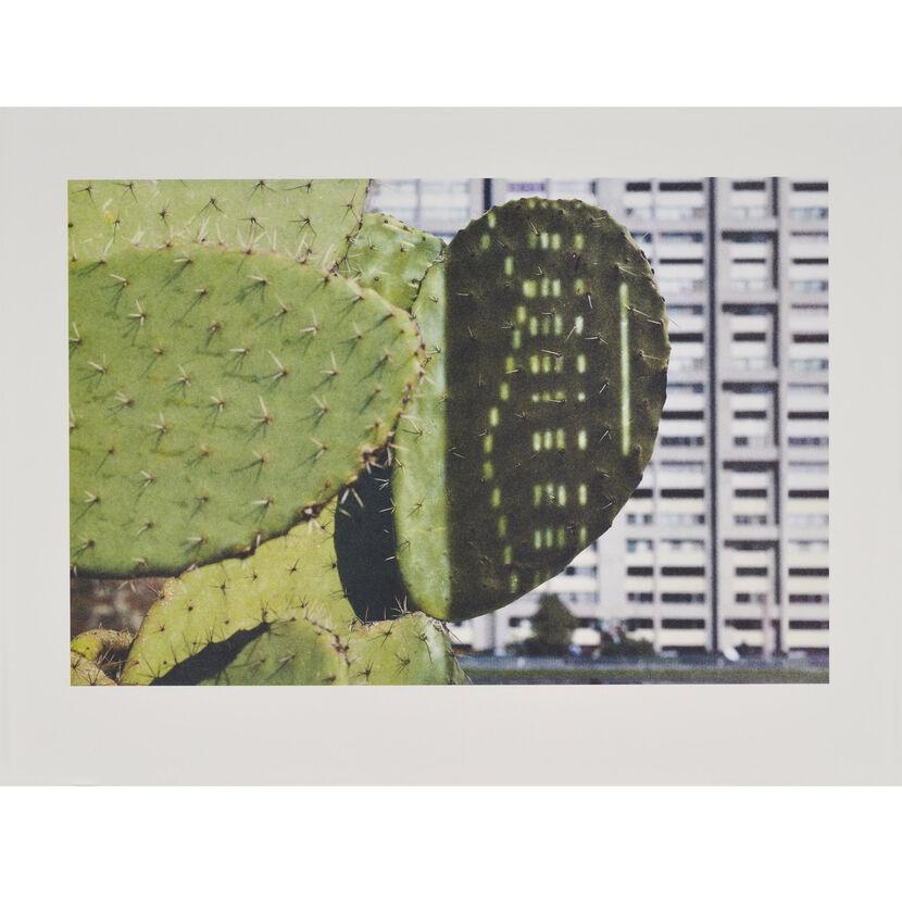 Anri Sala, Cactus Score, limitierte Auflage, botanisch, Druck, Kunst, Stillleben