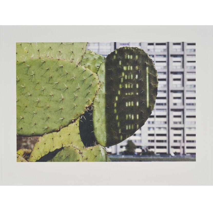 Anri Sala, Cactus Puntuación, Edición Limitada, Botánico, Impresión, Arte, Naturaleza muerta