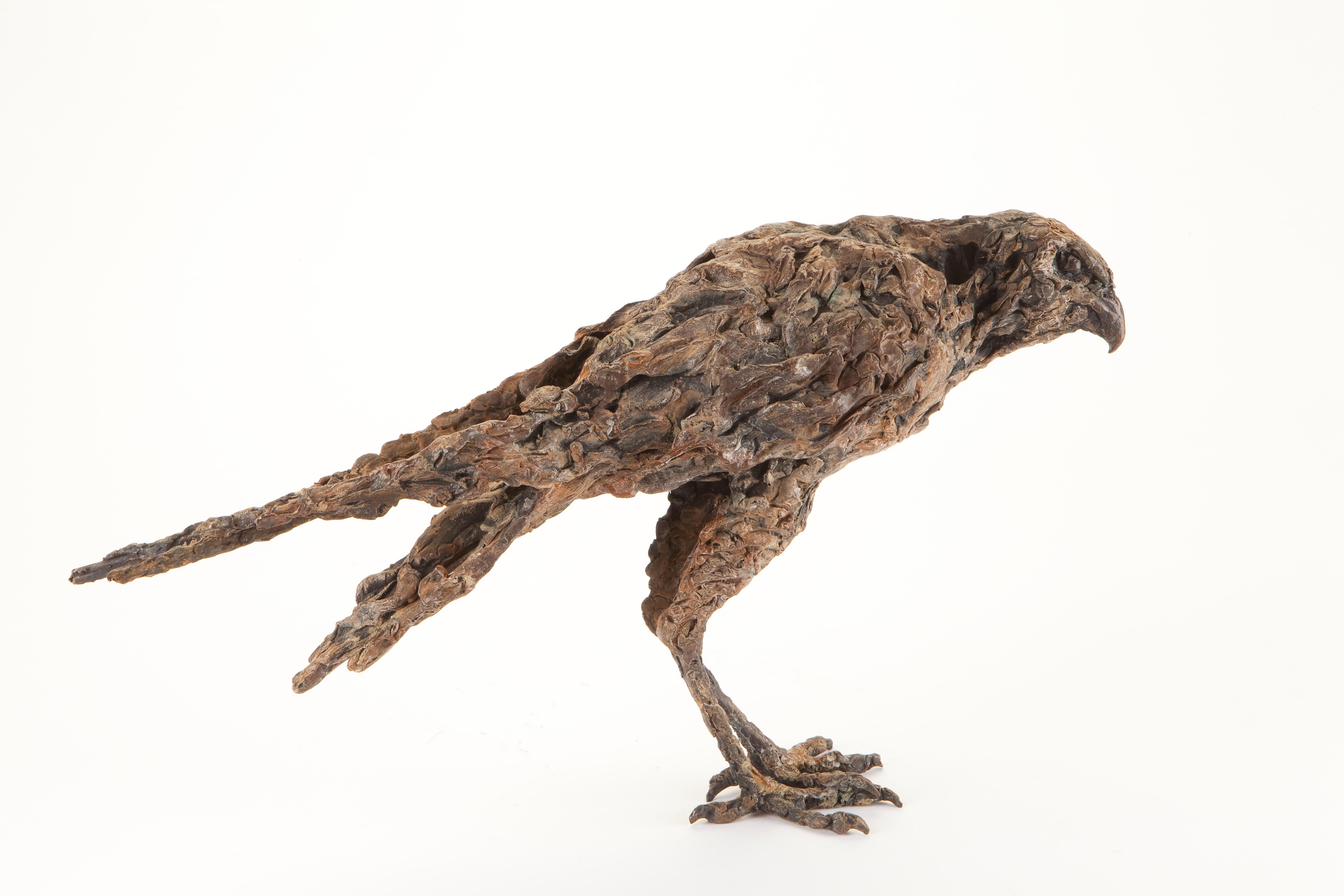 ''Falcon'', Sculpture contemporaine en bronze Portrait d'un faucon, épervier, oiseau en vente 1