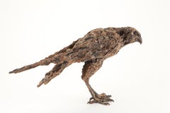 ''Falcon'', Contemporary Bronze Sculpture Portrait of a Falcon, Hawk, Bird