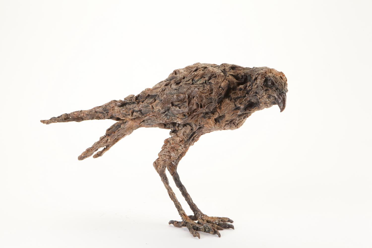 Falcon'', Contemporary Bronze Sculpture Porträt eines Falken, Habicht, Vogel