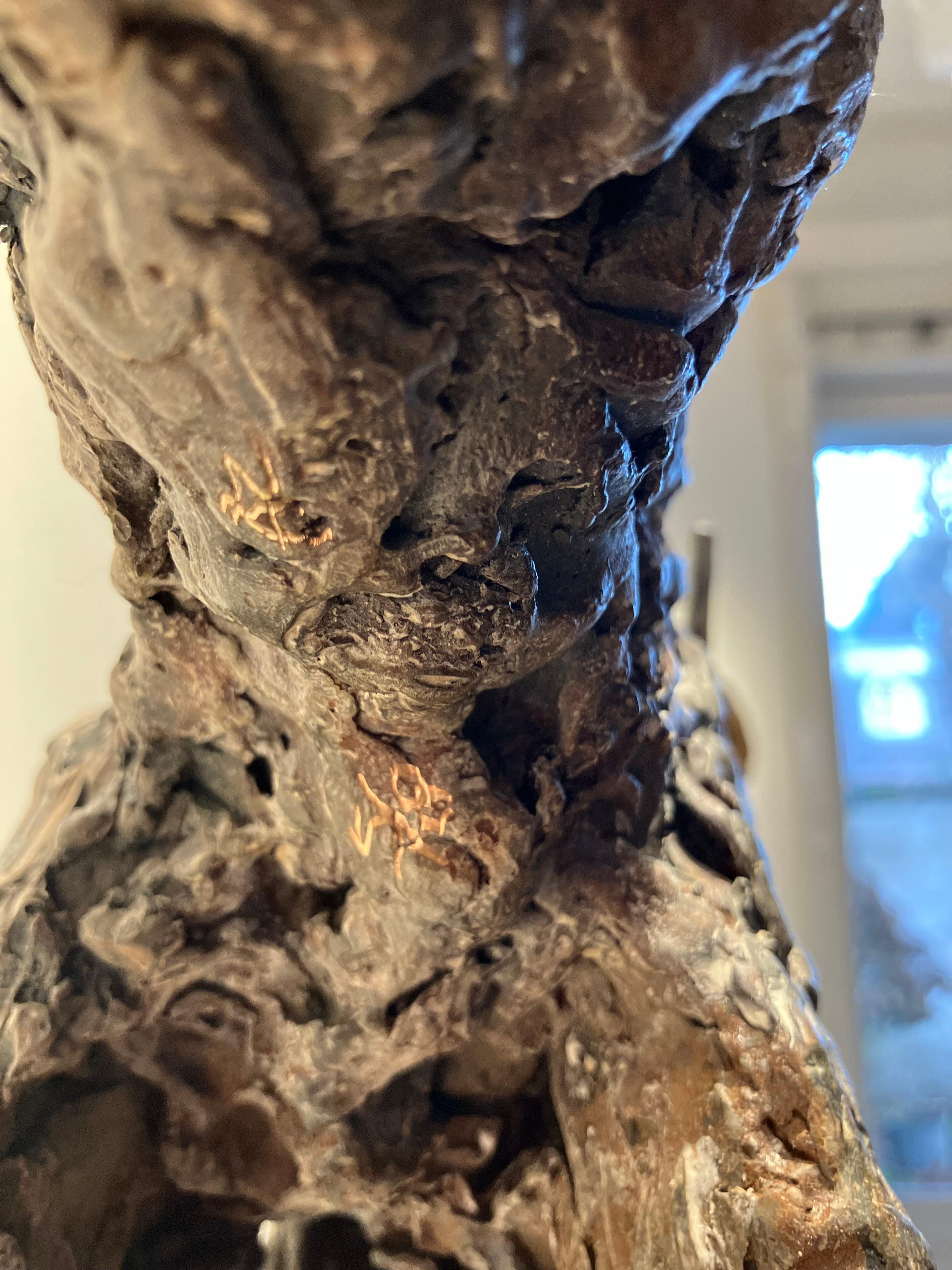 ''Lobo Lobo'' Escultura Contemporánea de Bronce Retrato de un Lobo 7