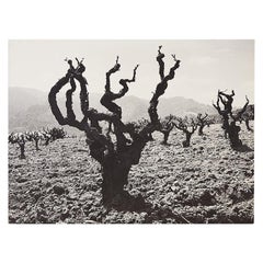 Ansel Adams Mounted Print Story of a Winery