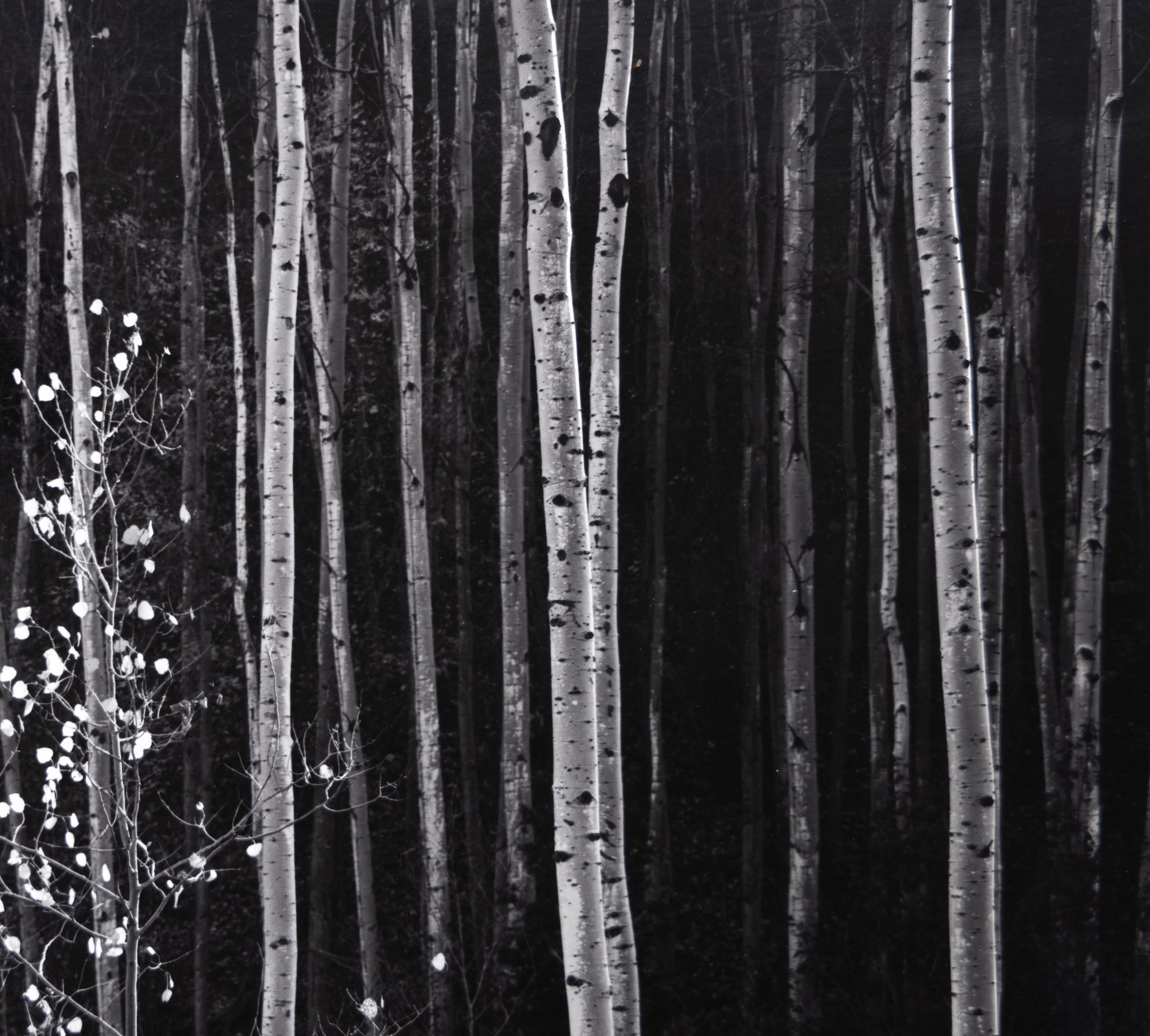 aspens ansel adams