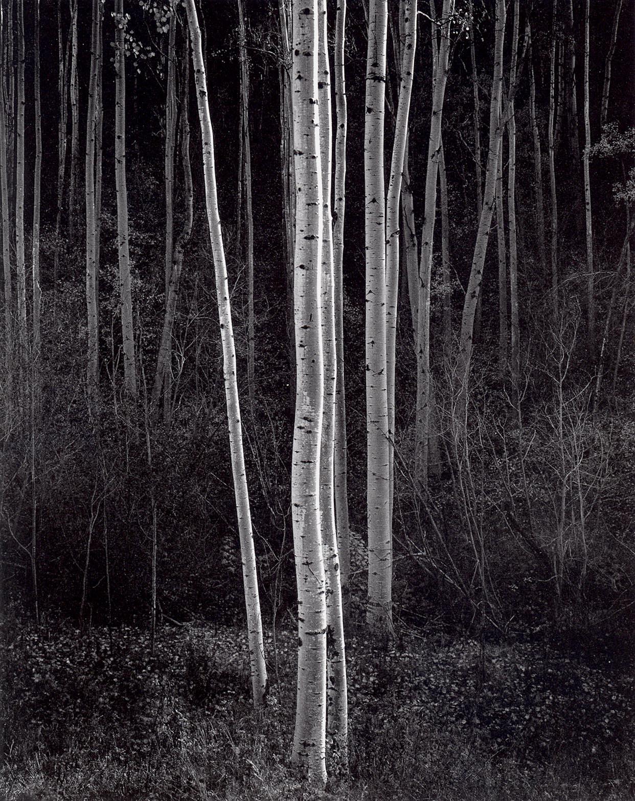 Black and White Photograph Ansel Adams - Aspens, Nouveau-Mexique du Nord
