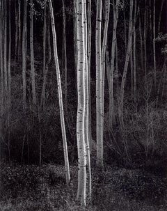 Aspens, Nouveau-Mexique du Nord