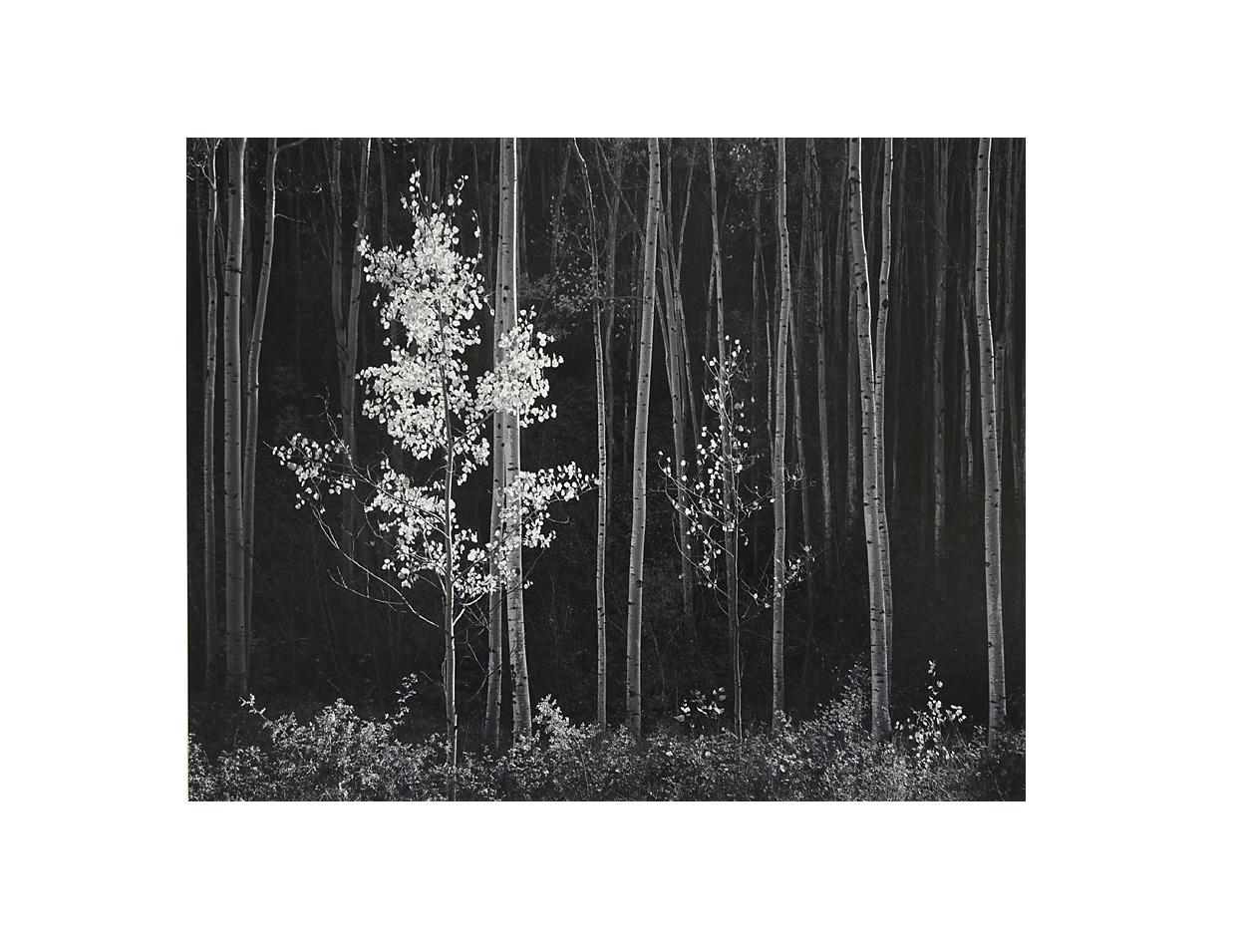 Ansel Adams Black and White Photograph - Aspens, Northern New Mexico
