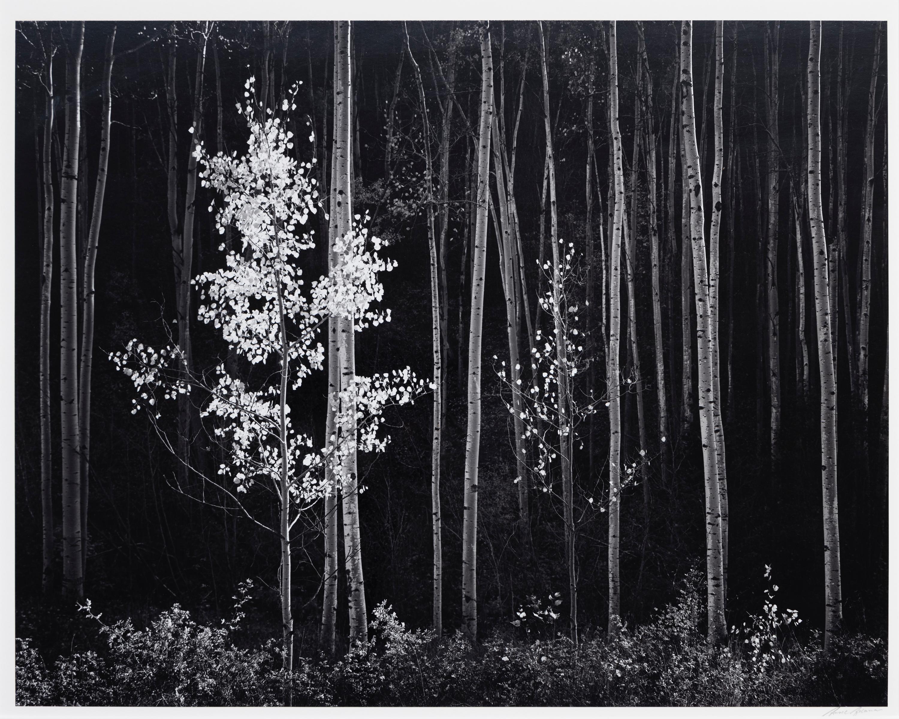 Ansel Adams Landscape Photograph - Aspens, Northern New Mexico