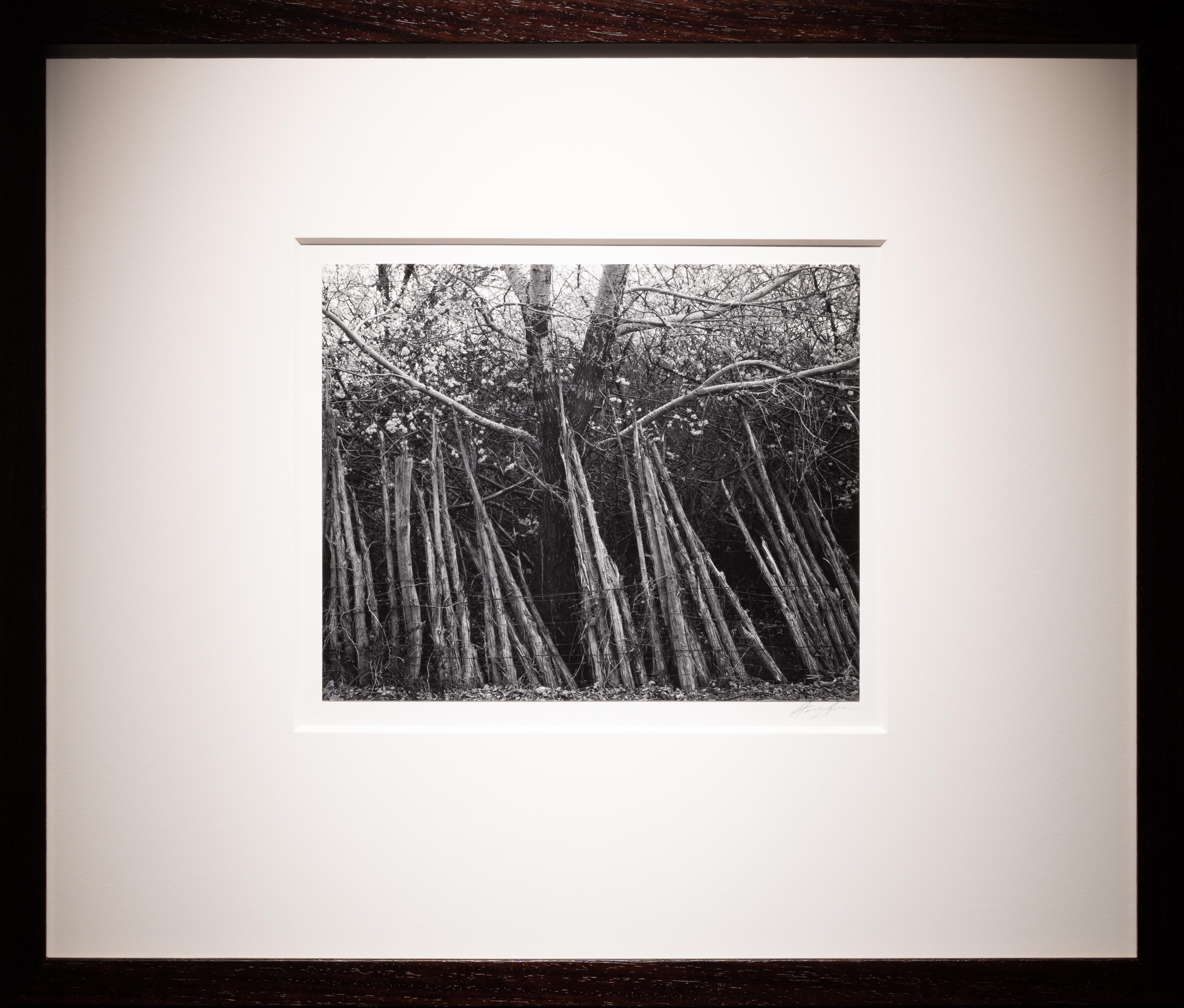 Recinzione in cedro, Pojoaque, New Mexico - Black and White Photograph Nero di Ansel Adams