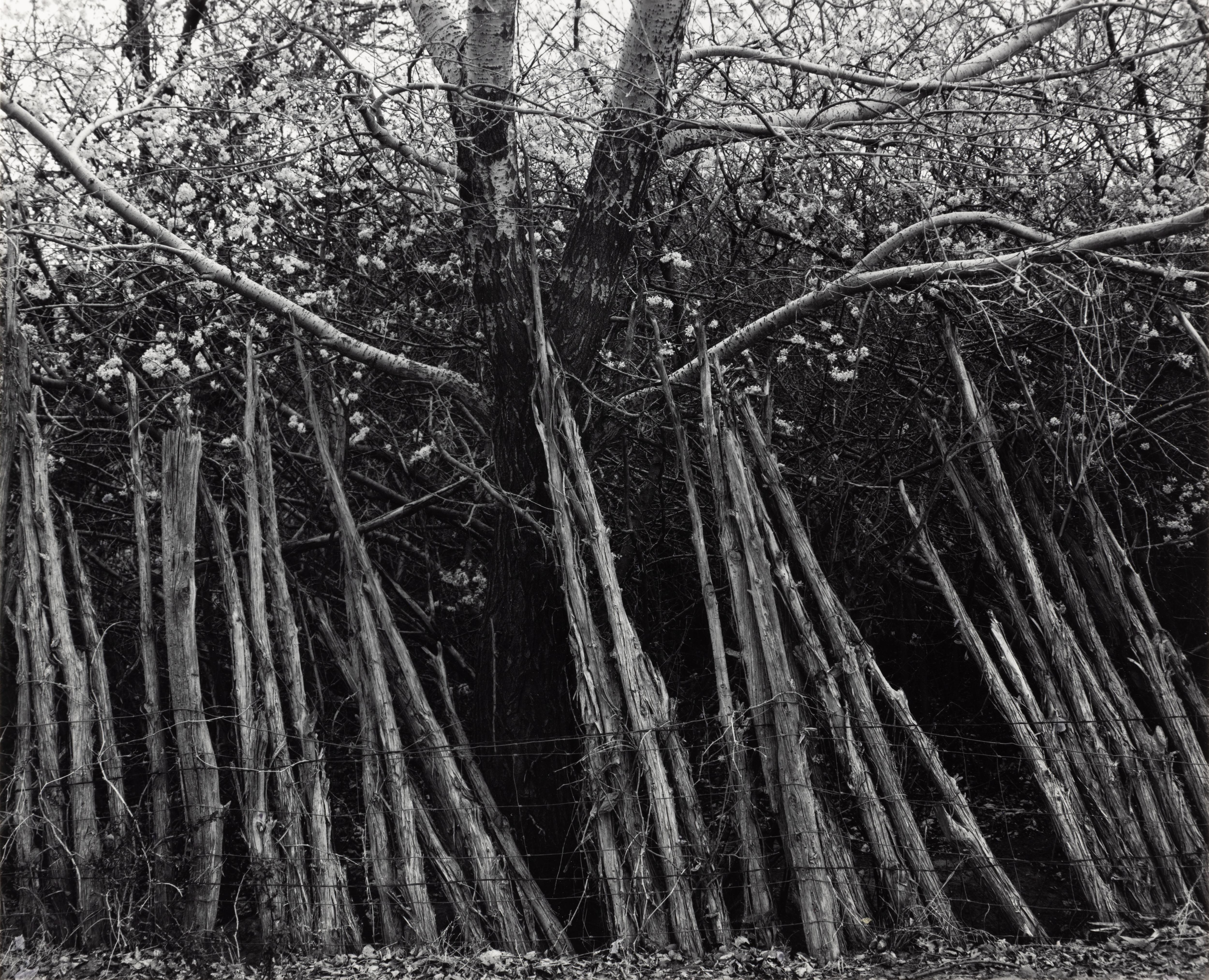 Black and White Photograph di Ansel Adams - Recinzione in cedro, Pojoaque, New Mexico