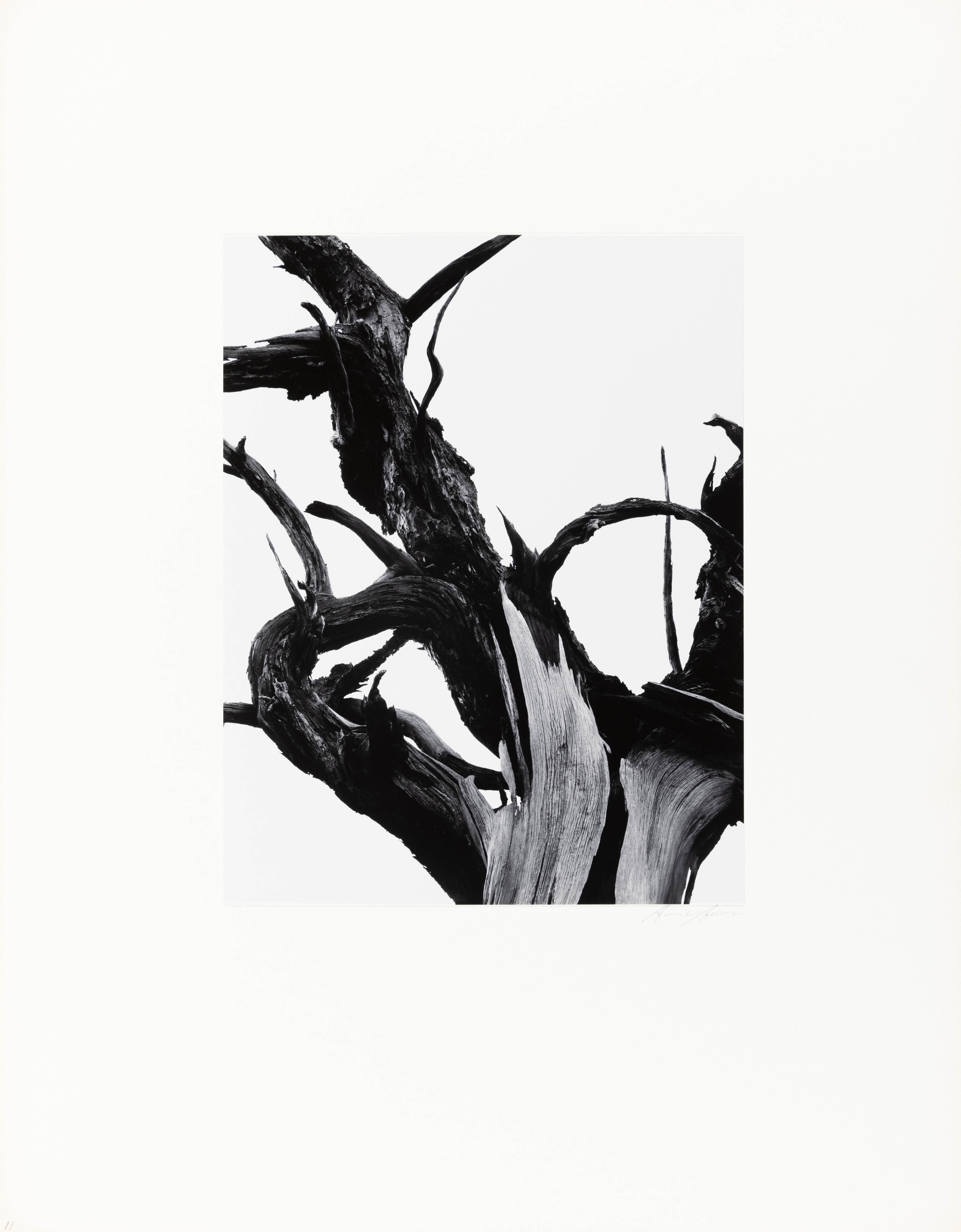Dead Tree, Sunset Crater National Monument, Arizona - Photograph by Ansel Adams