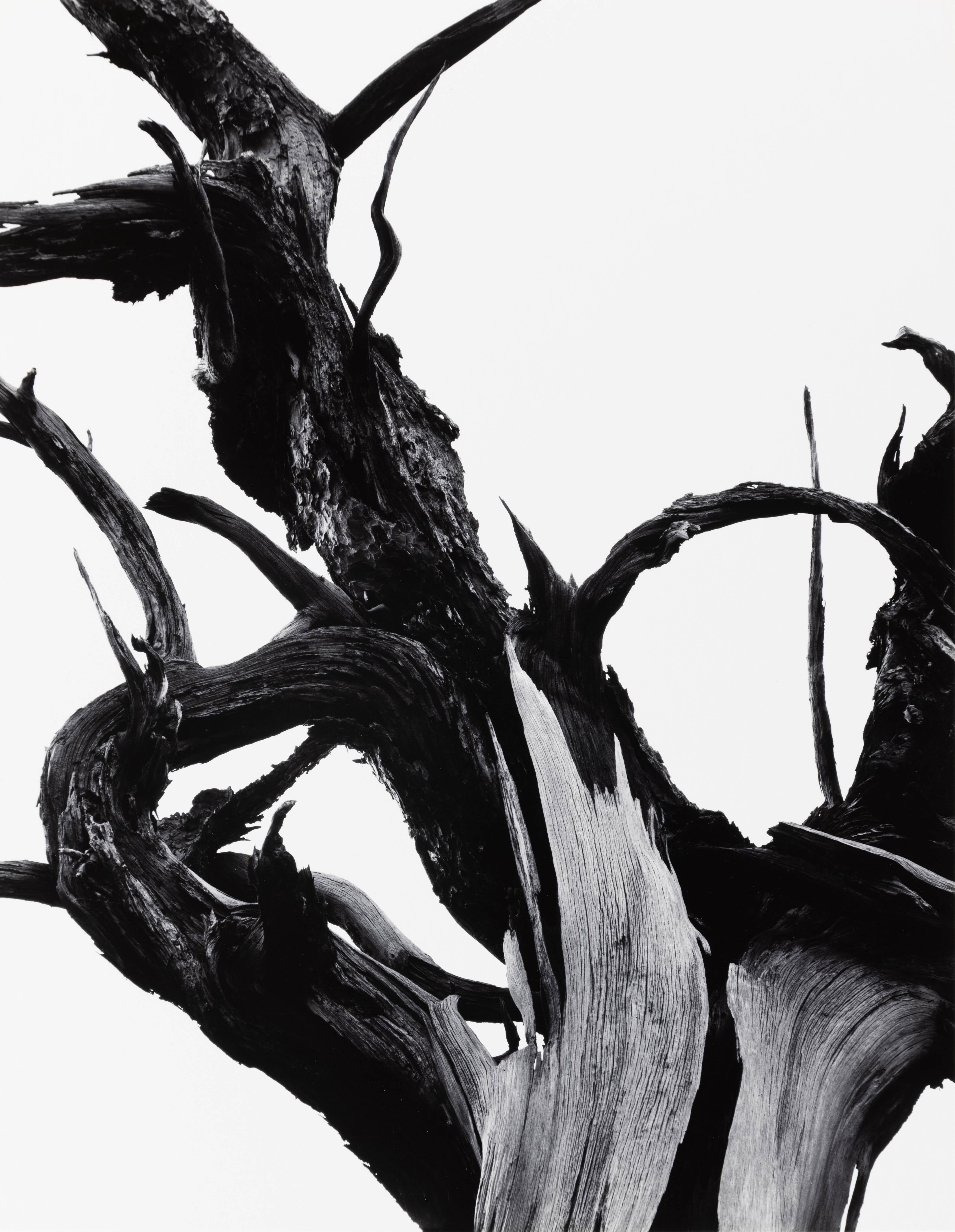 Ansel Adams Landscape Photograph - Dead Tree, Sunset Crater National Monument, Arizona